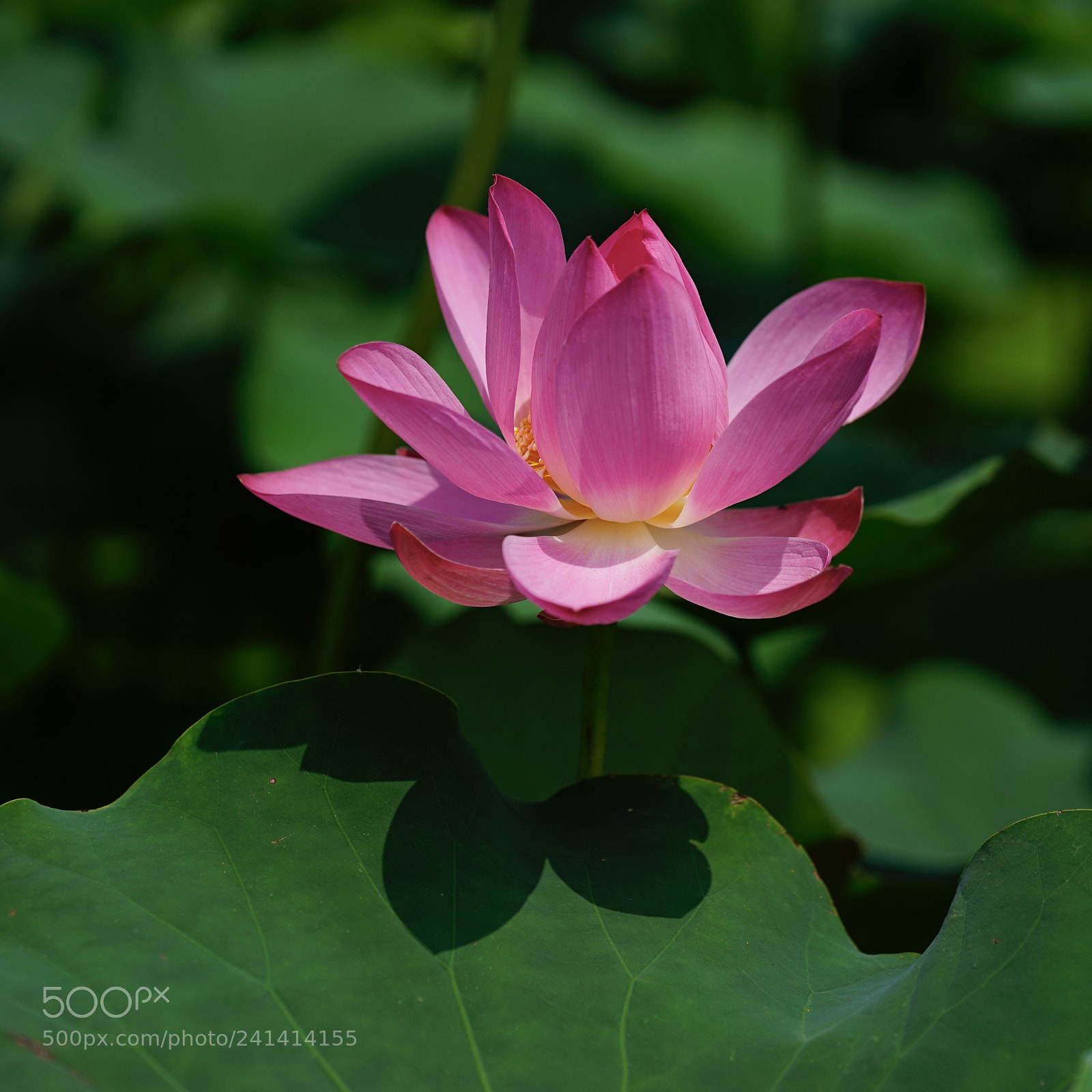 Sony a7 II sample photo. 绽放 photography