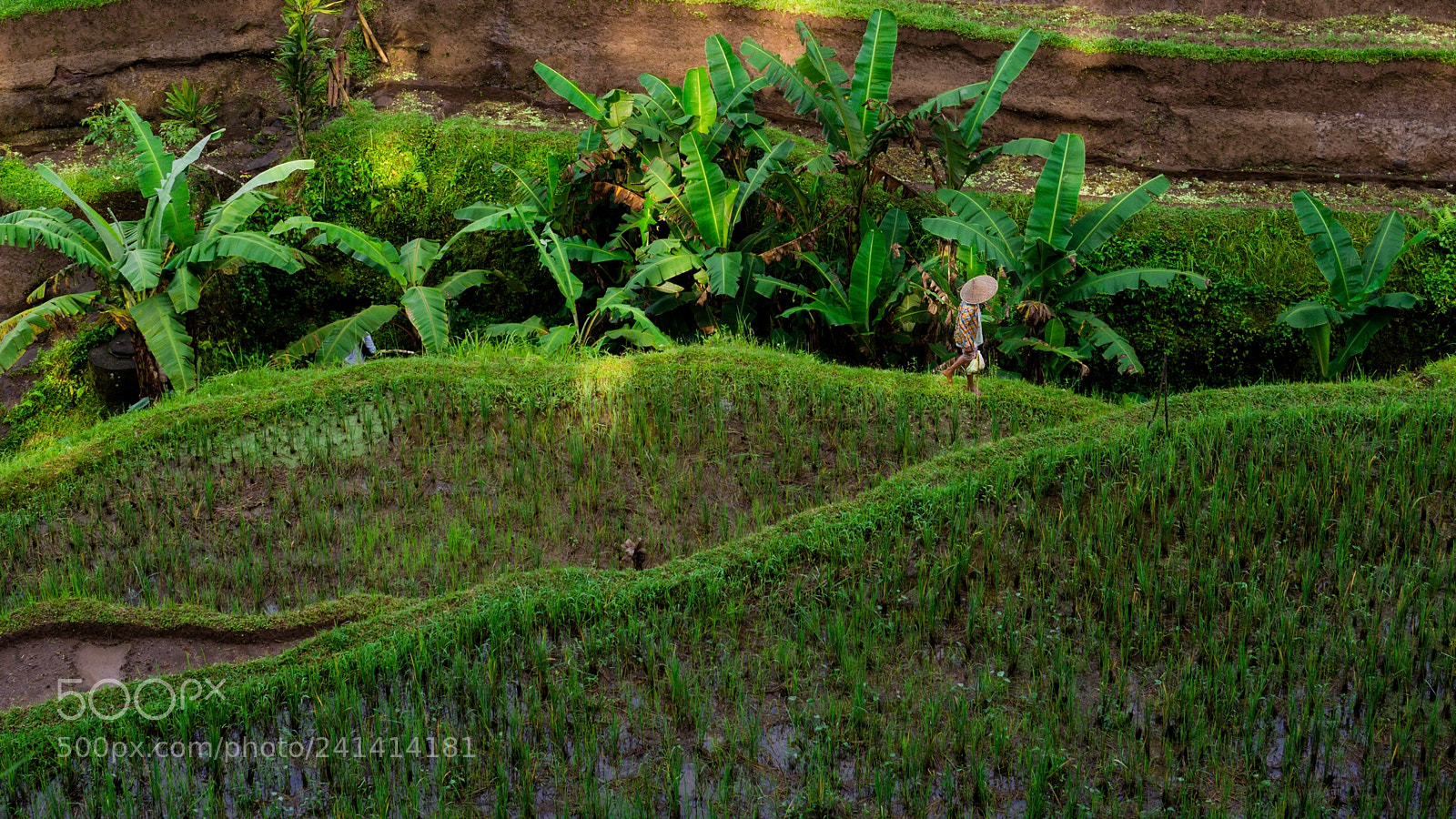 Olympus OM-D E-M10 II sample photo. Rice field worker tegalalang photography