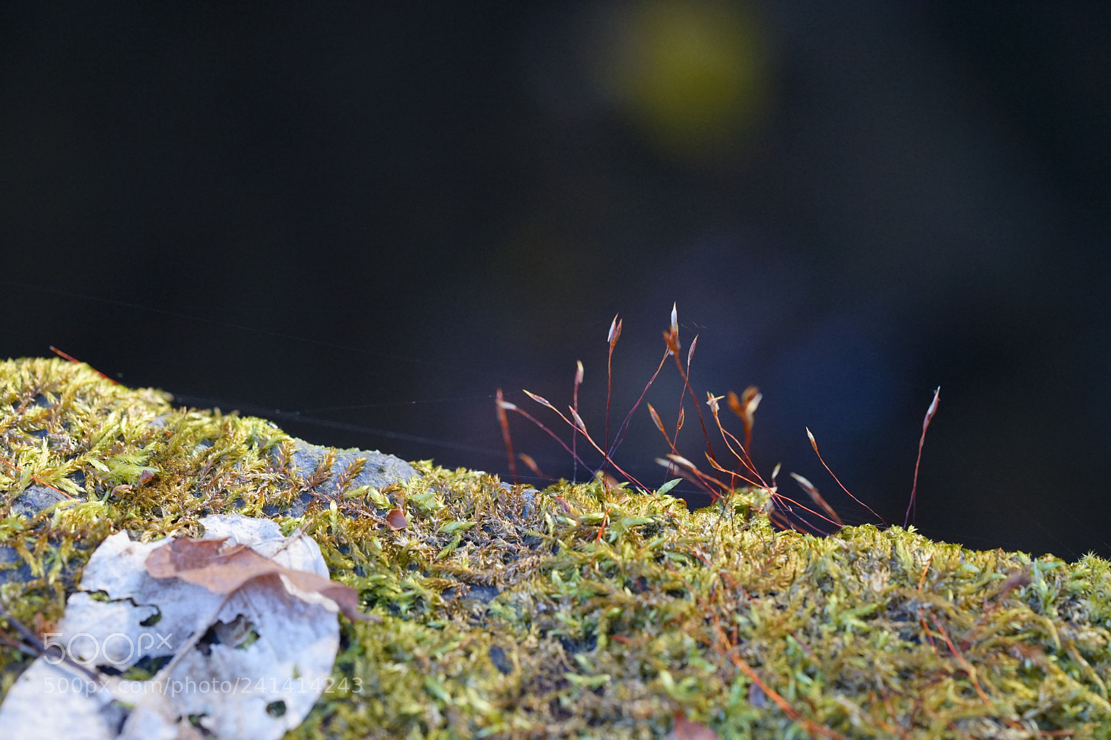 Sony a7 II sample photo. Moss photography