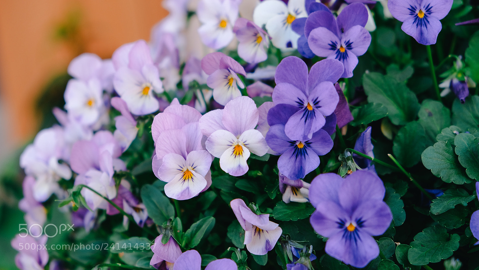 Fujifilm X-T10 sample photo. Dscf photography