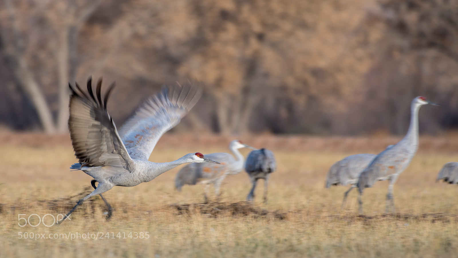Nikon D500 sample photo. Sandhill crane taking off photography