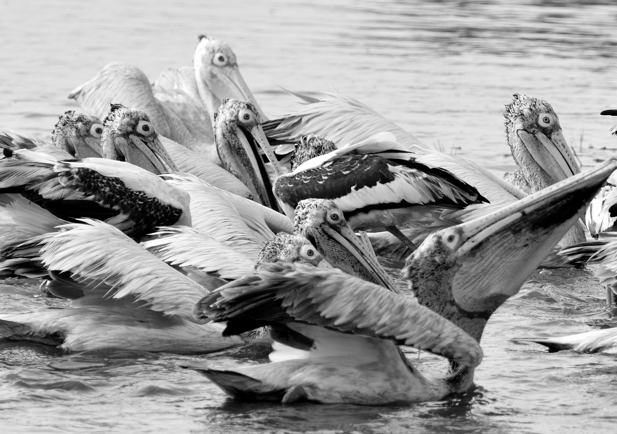 Nikon D810 sample photo. Spot billed pelicans photography