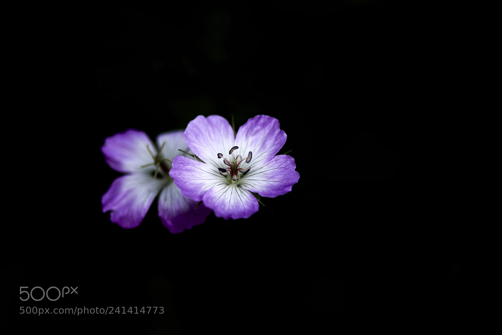 Nikon D800 sample photo. 이질풀(geranium thunbergii siebold & zucc.) photography