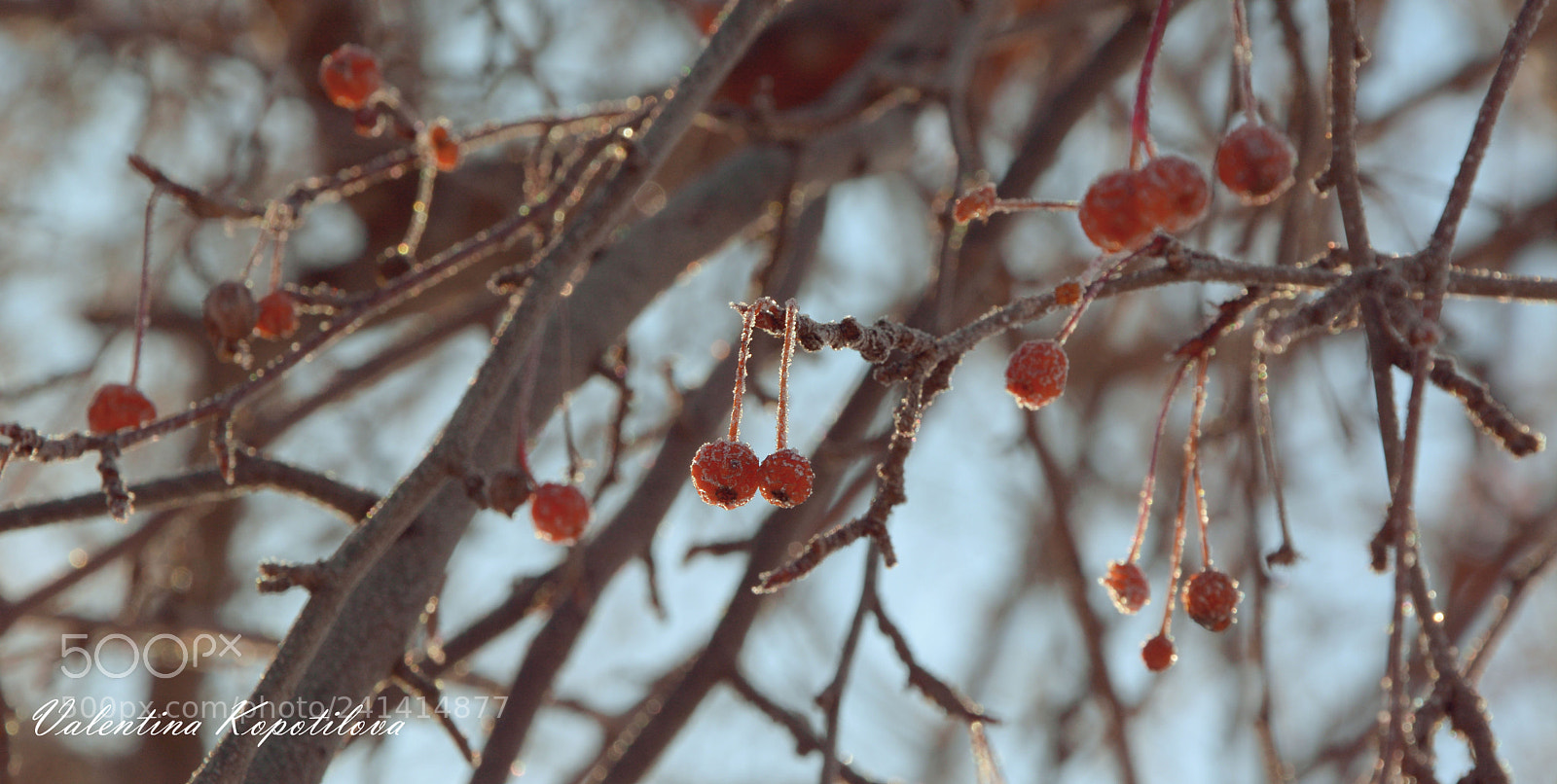 Nikon D7100 sample photo. Winter berries photography