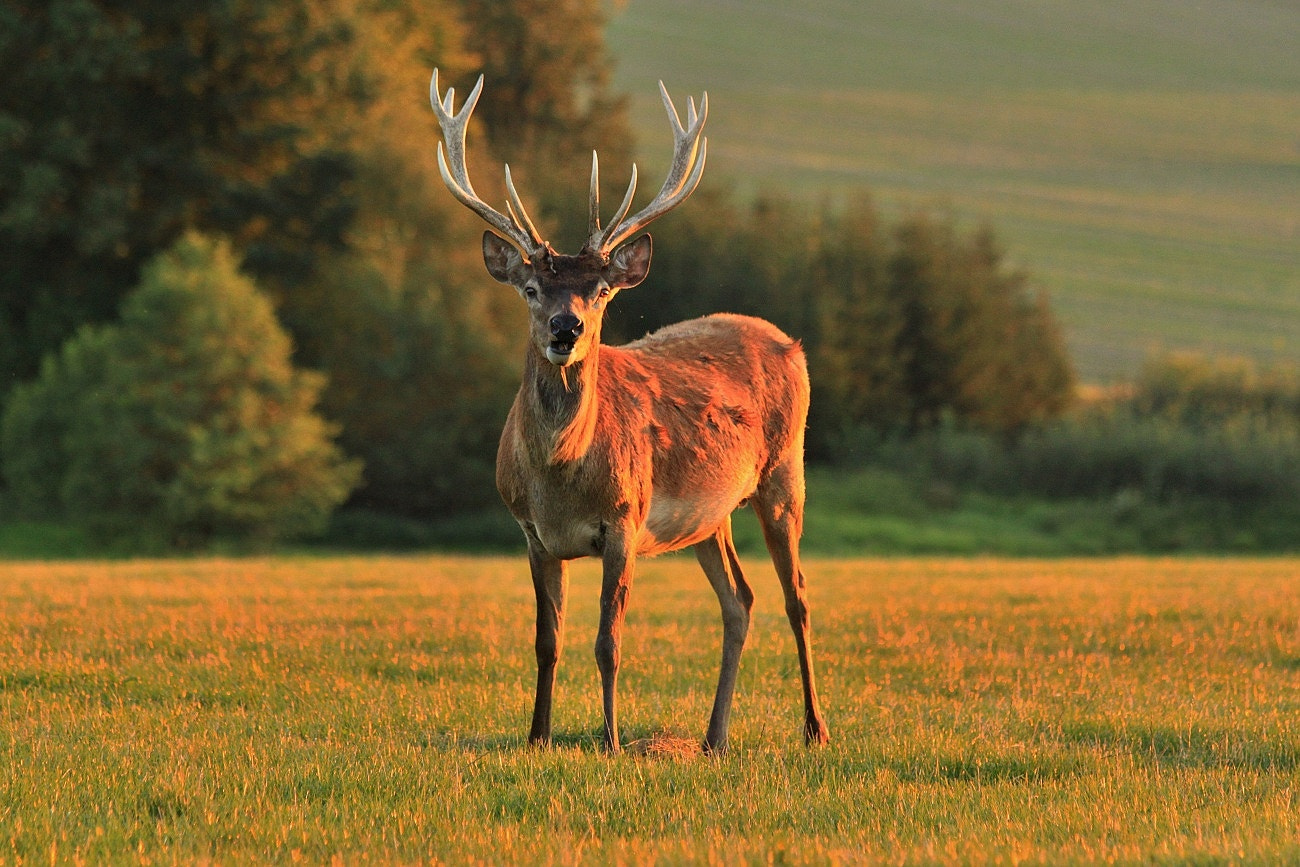 Canon EF 70-300mm F4-5.6 IS USM sample photo. Deer photography