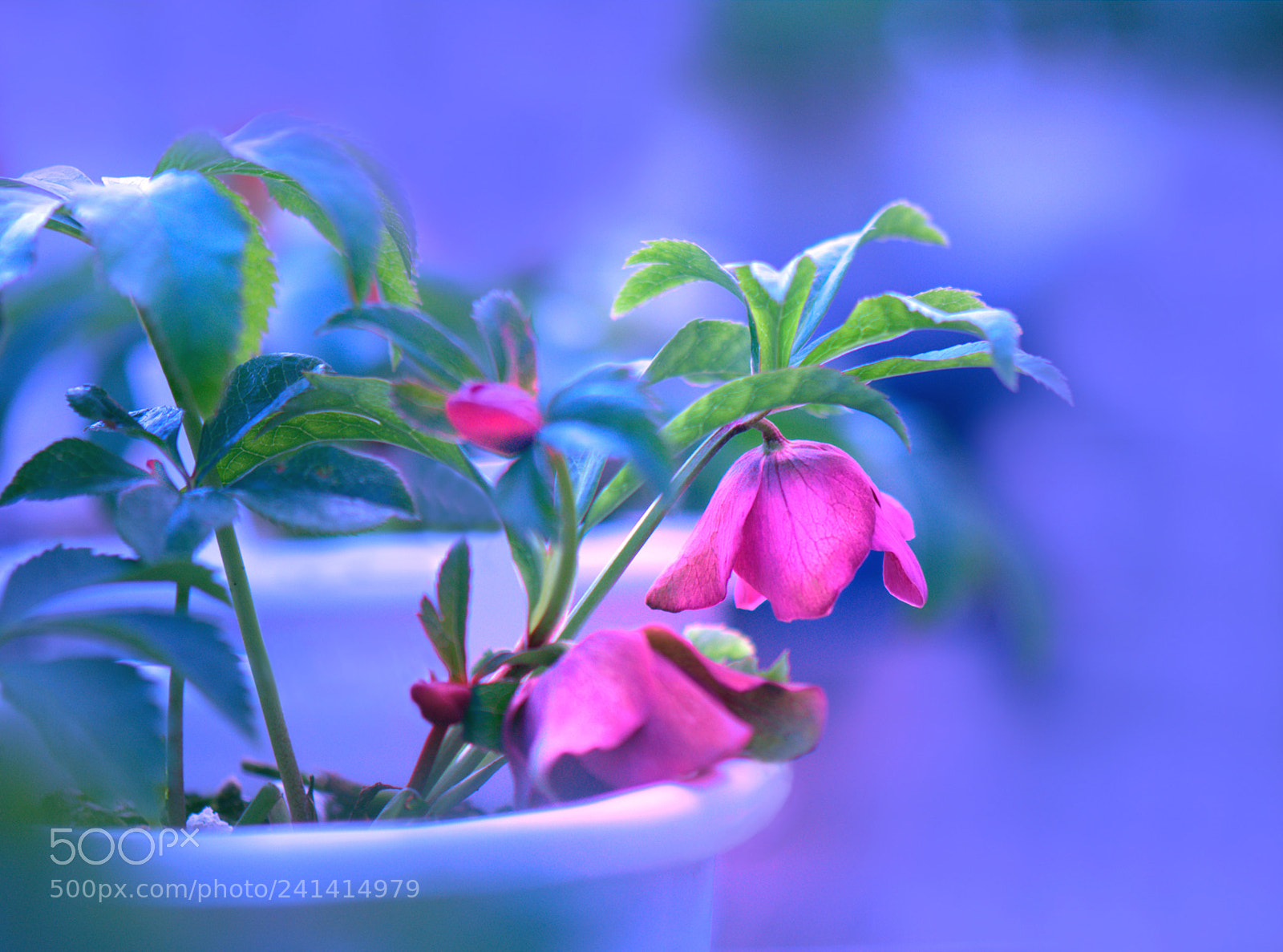 Nikon D800 sample photo. Flowers photography