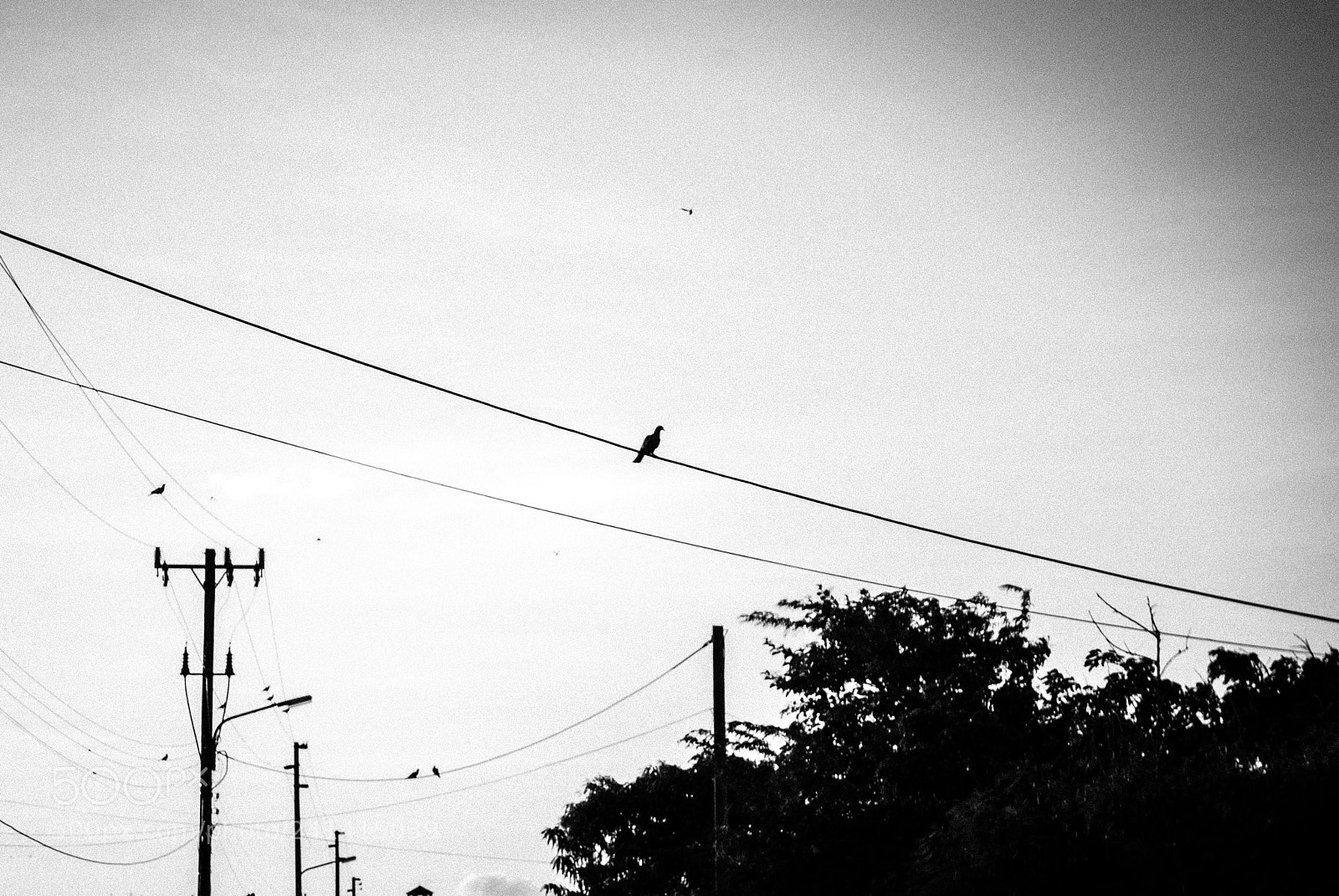 Nikon D60 sample photo. Bird's wire photography