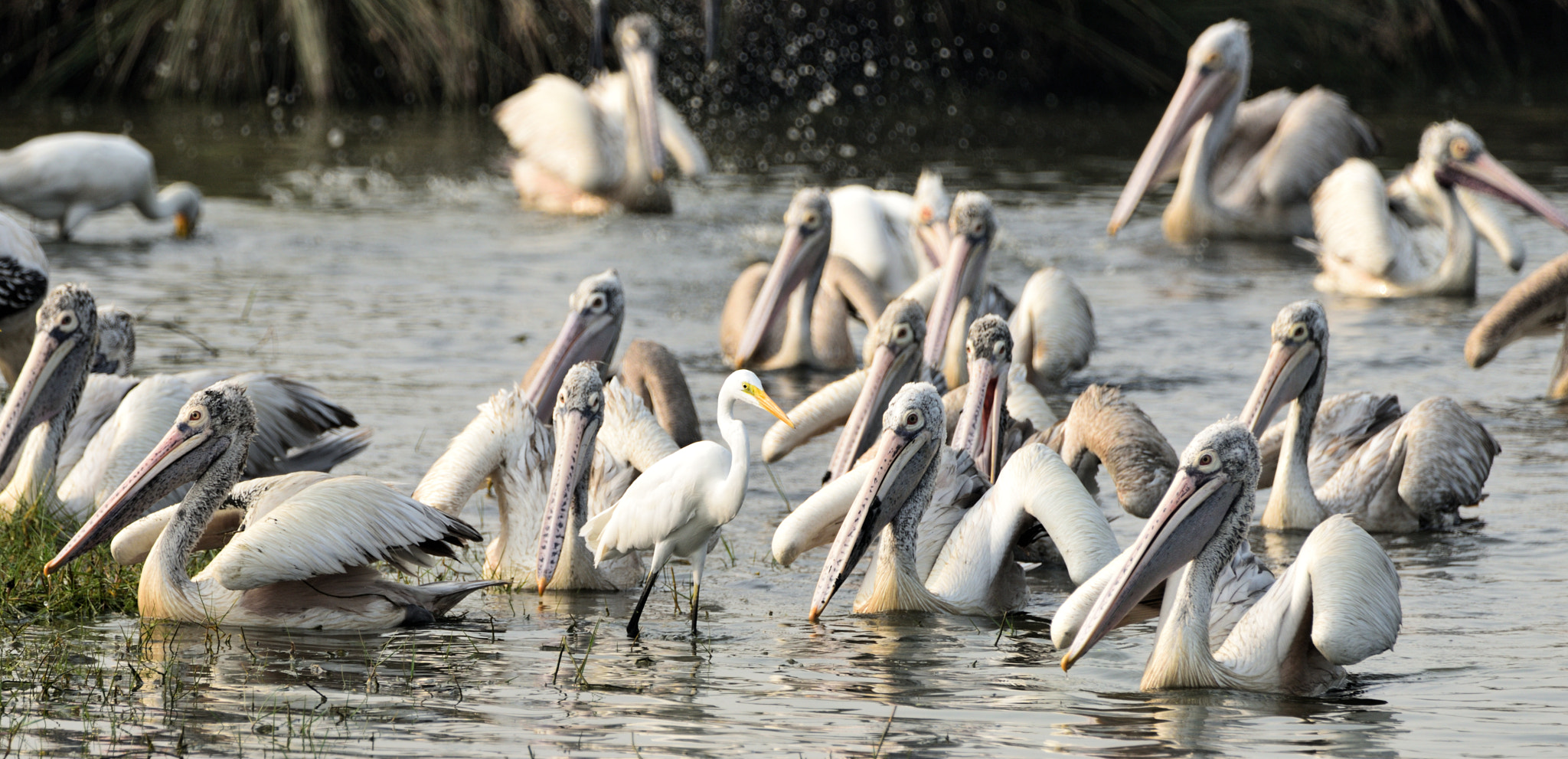 Nikon D810 sample photo. Snowy egret among pelicans photography