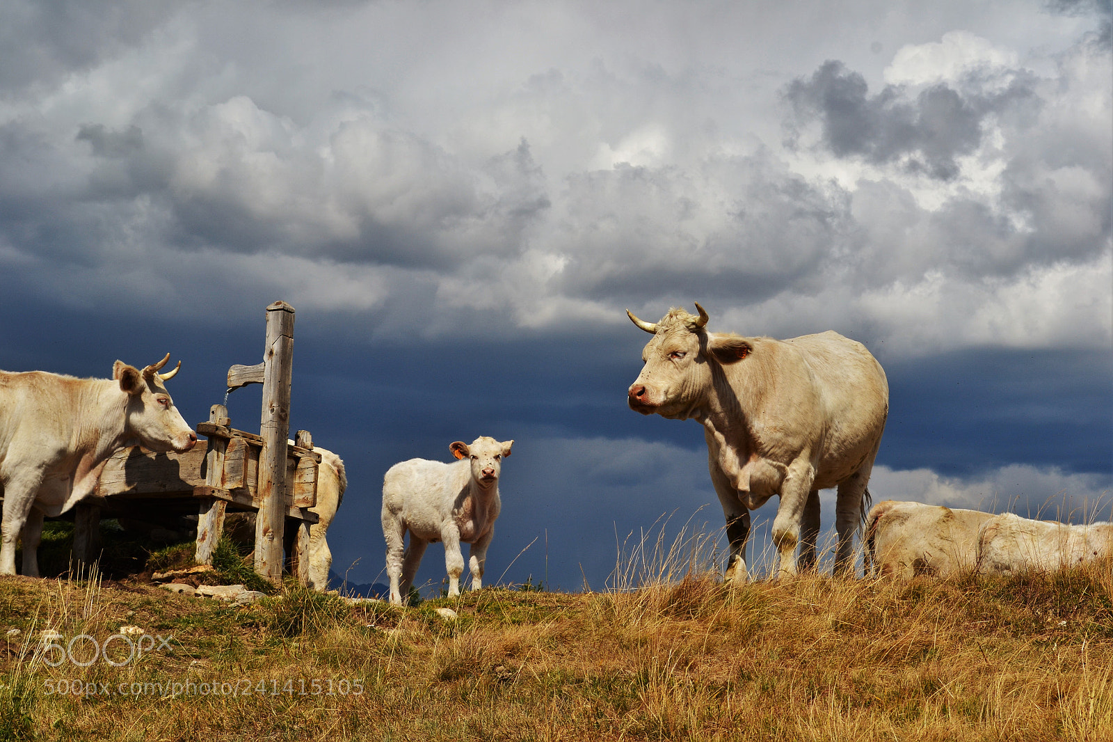 Nikon D3100 sample photo. Cows before the storm photography