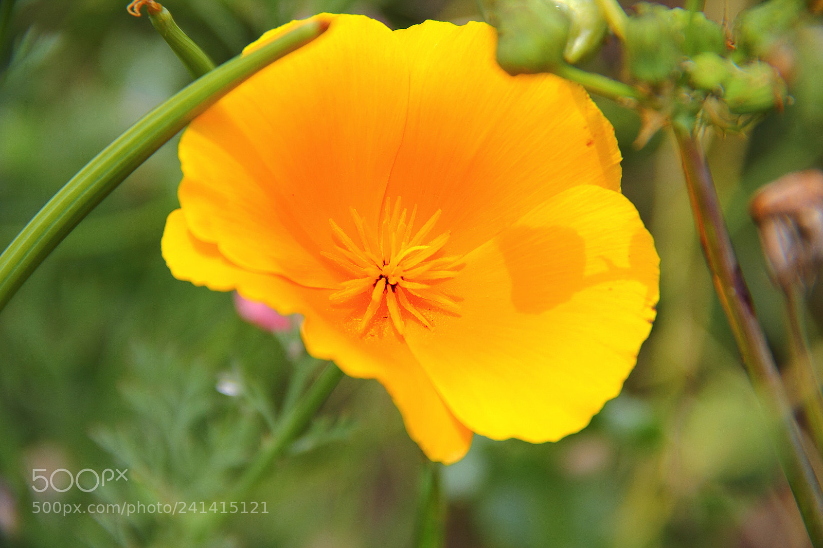 Canon EF-S 18-135mm F3.5-5.6 IS sample photo. Img_radiant flower photography