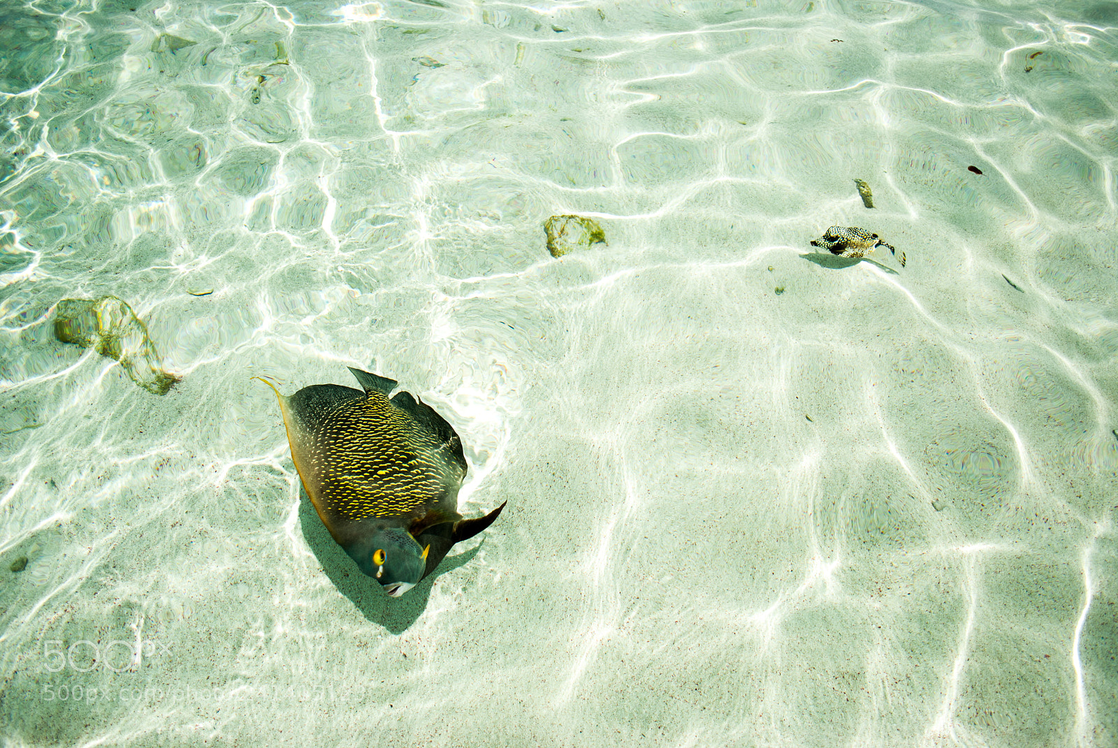 Nikon D60 sample photo. Fish photography