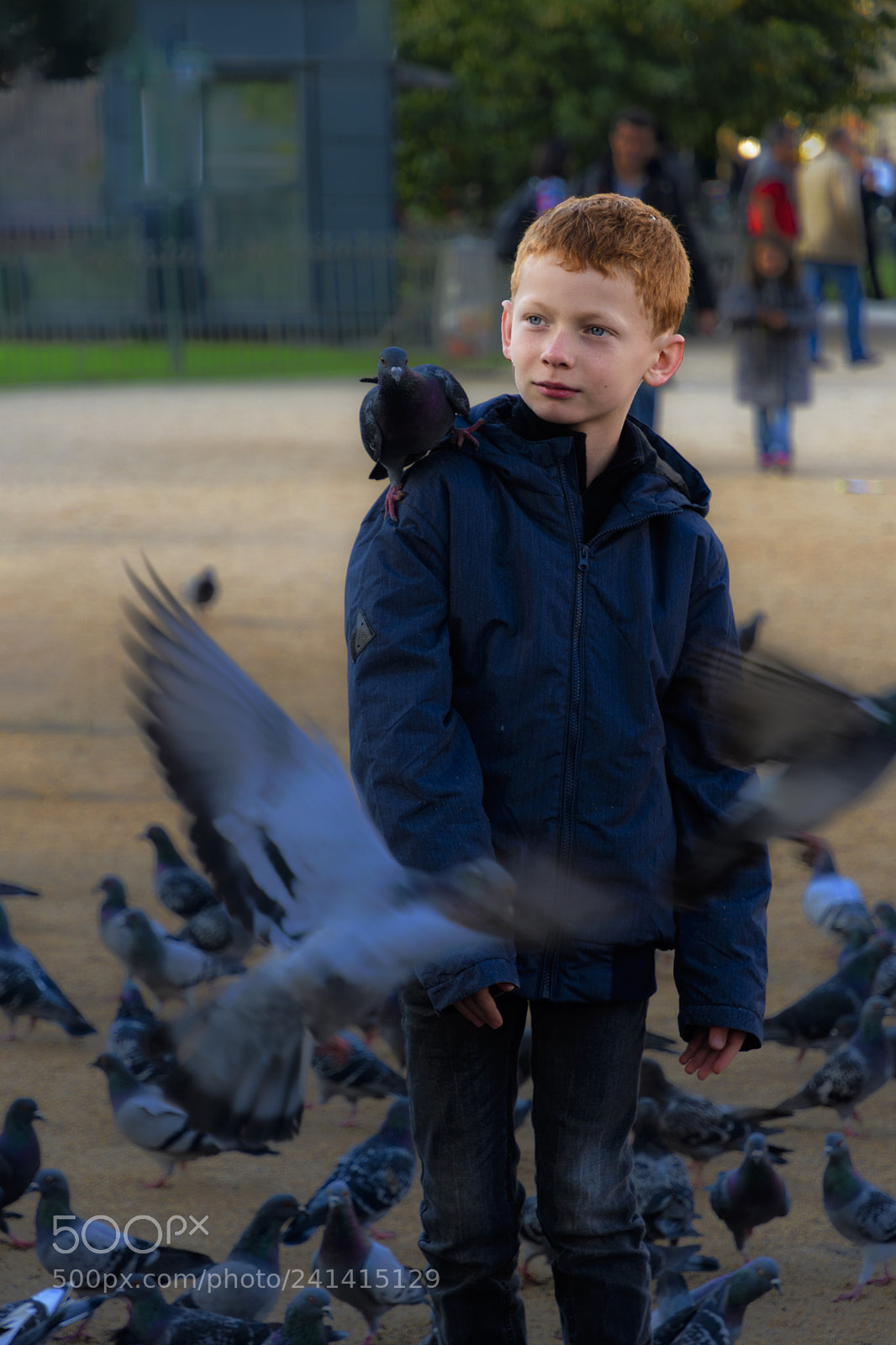 Nikon D500 sample photo. Pigeon boy photography