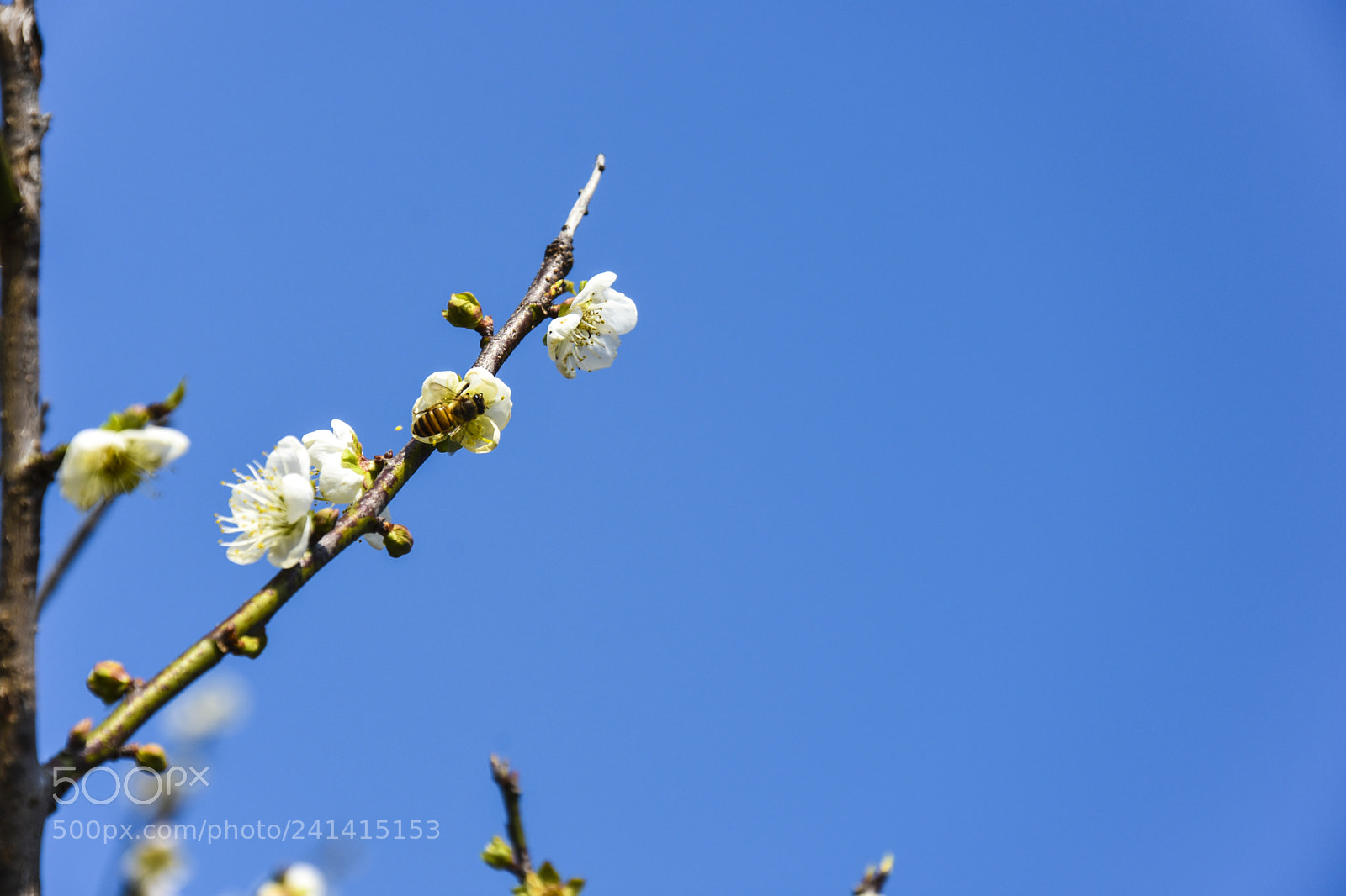 Nikon D7200 sample photo. 梅花♣️ photography