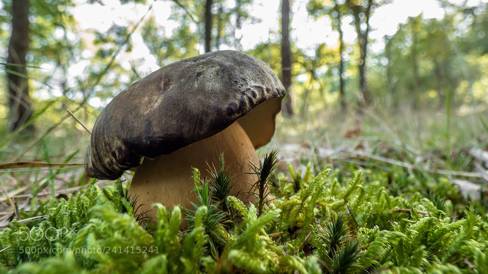 Panasonic DMC-FZ72 sample photo. Boletus aereus photography