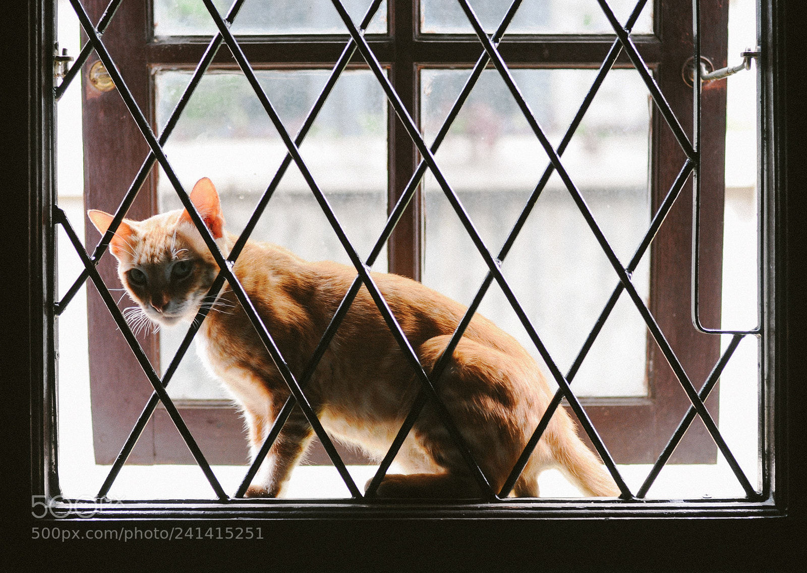 Nikon D90 sample photo. Kucing meaning cat photography