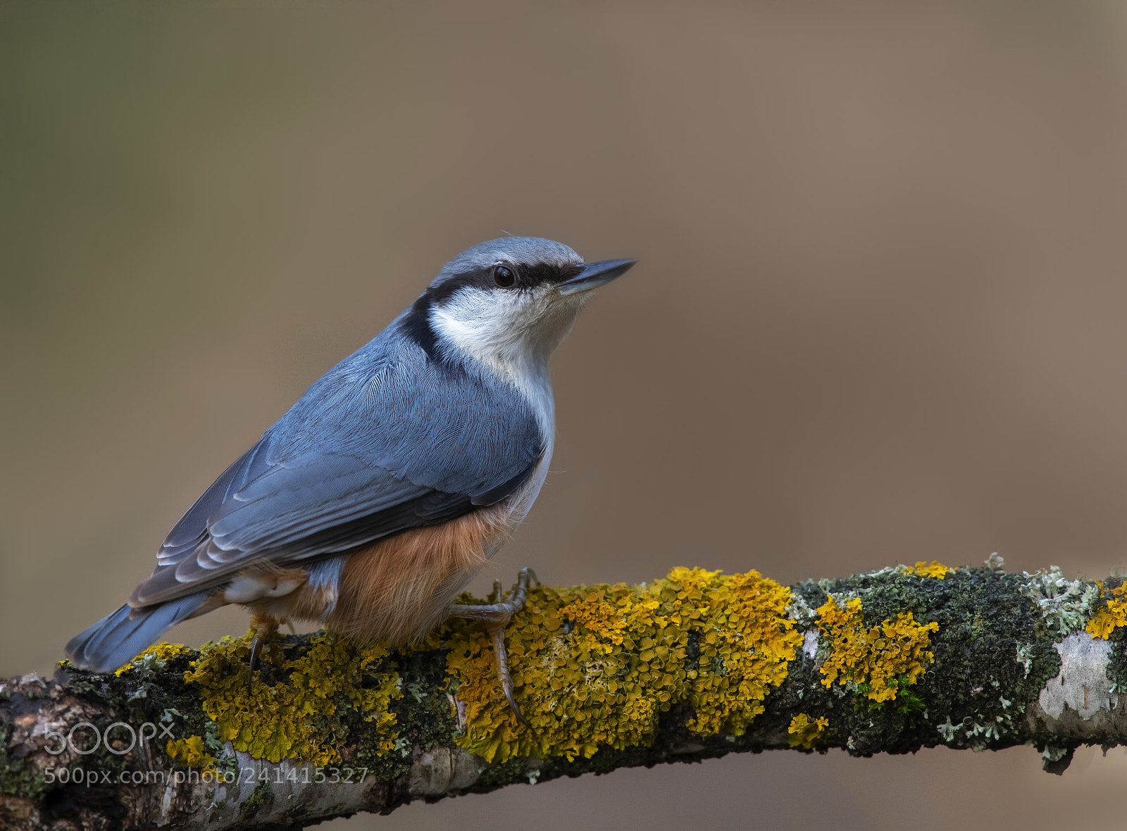 Nikon D850 sample photo. Nuthatch photography