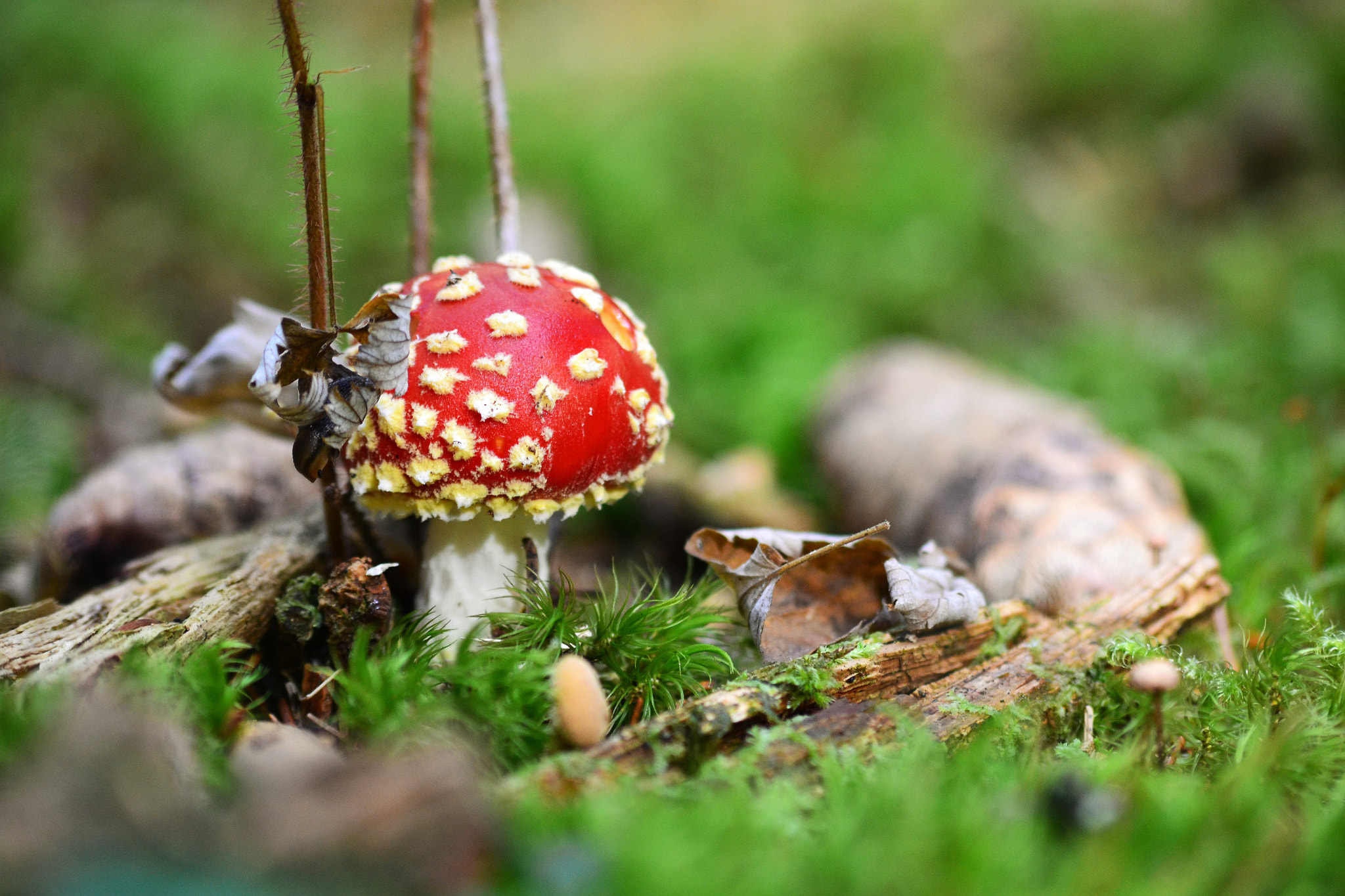 Nikon D3100 sample photo. Red&white mushroom photography
