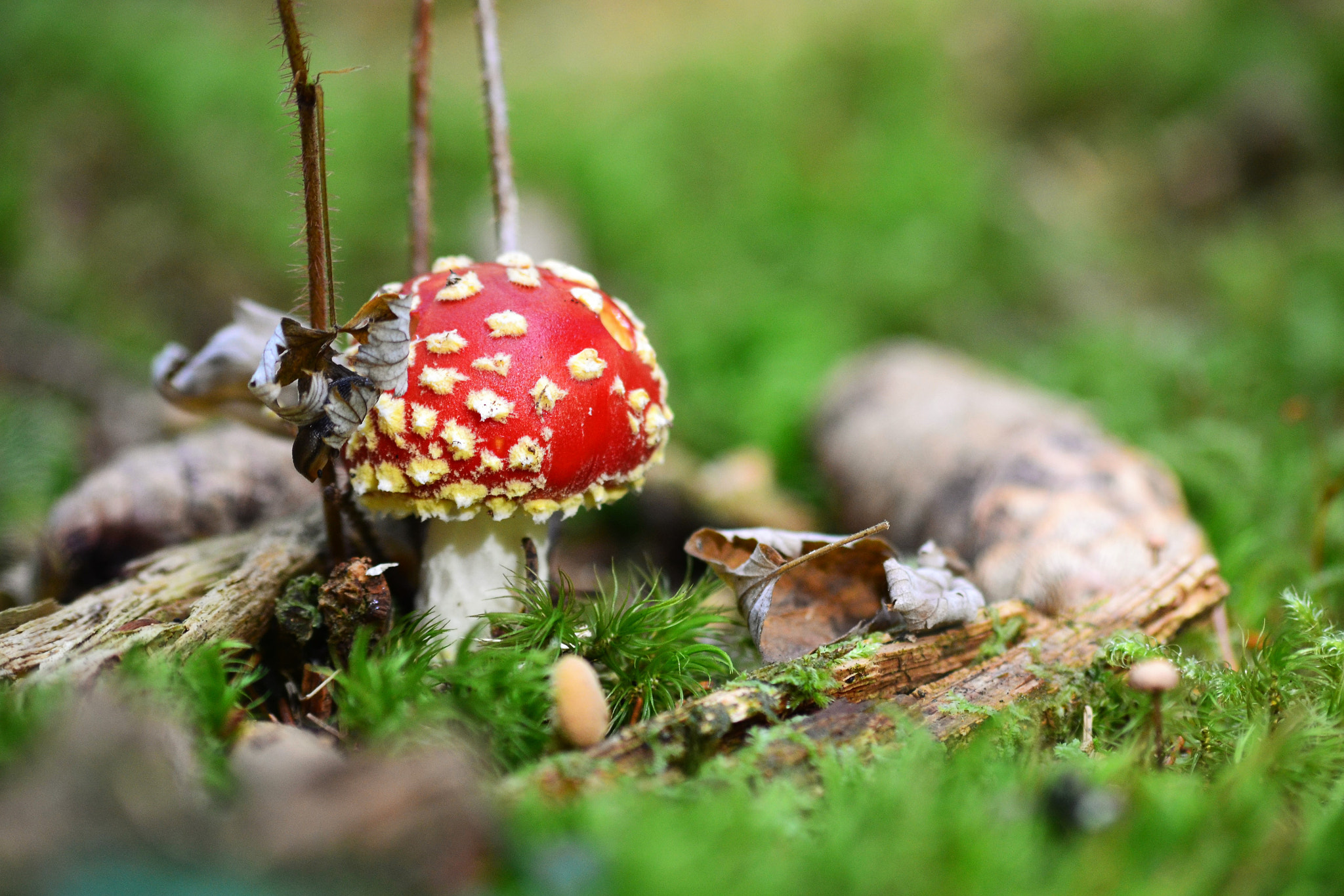 Nikon D3100 + Sigma 70-300mm F4-5.6 APO DG Macro sample photo. Red&white mushroom photography