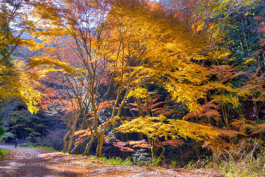 Fujifilm X-E1 sample photo. Autumn leaves photography