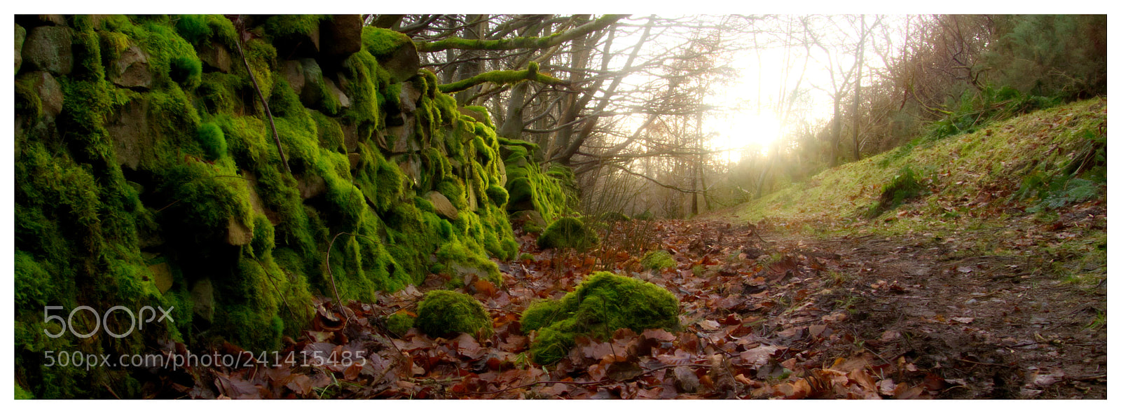 Olympus OM-D E-M10 II sample photo. St. ronans wood photography