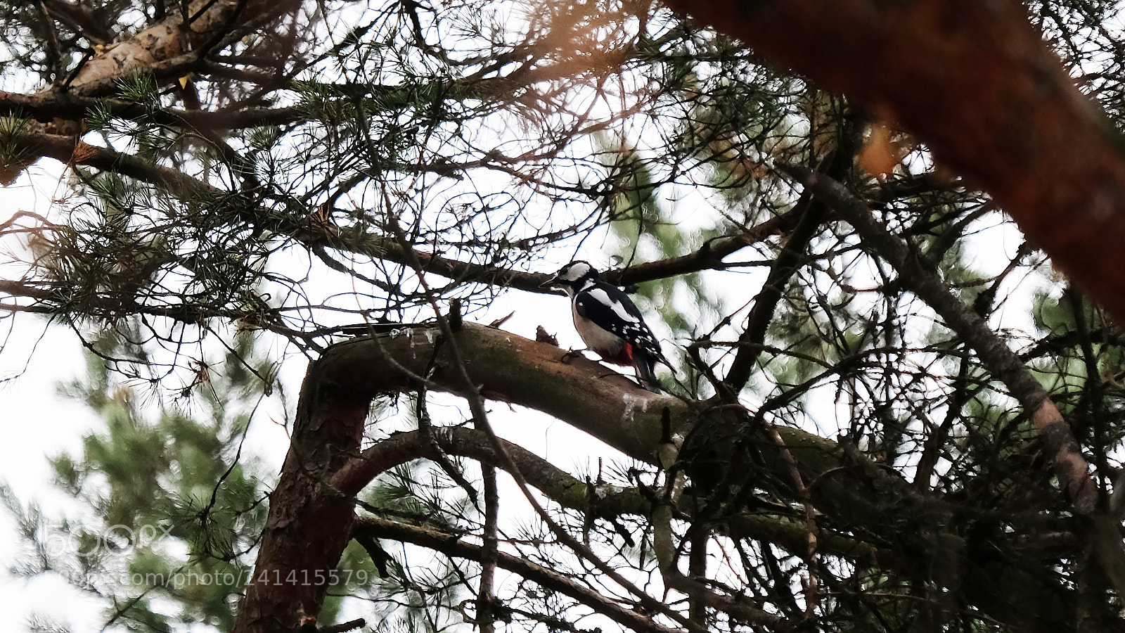 Fujifilm X-T10 sample photo. Woodpecker дятел photography