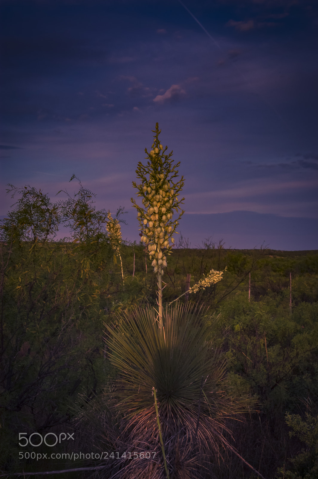 Nikon D100 sample photo. New mexico morning photography