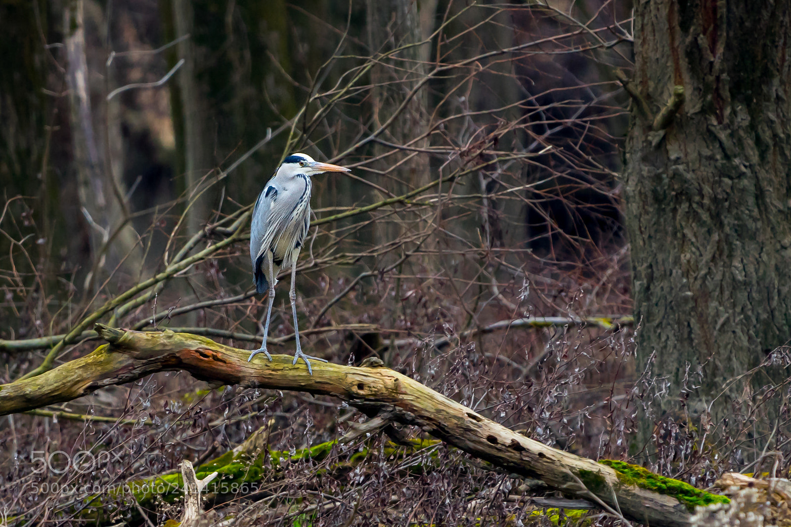 Sony a7 II sample photo. Grey heron photography