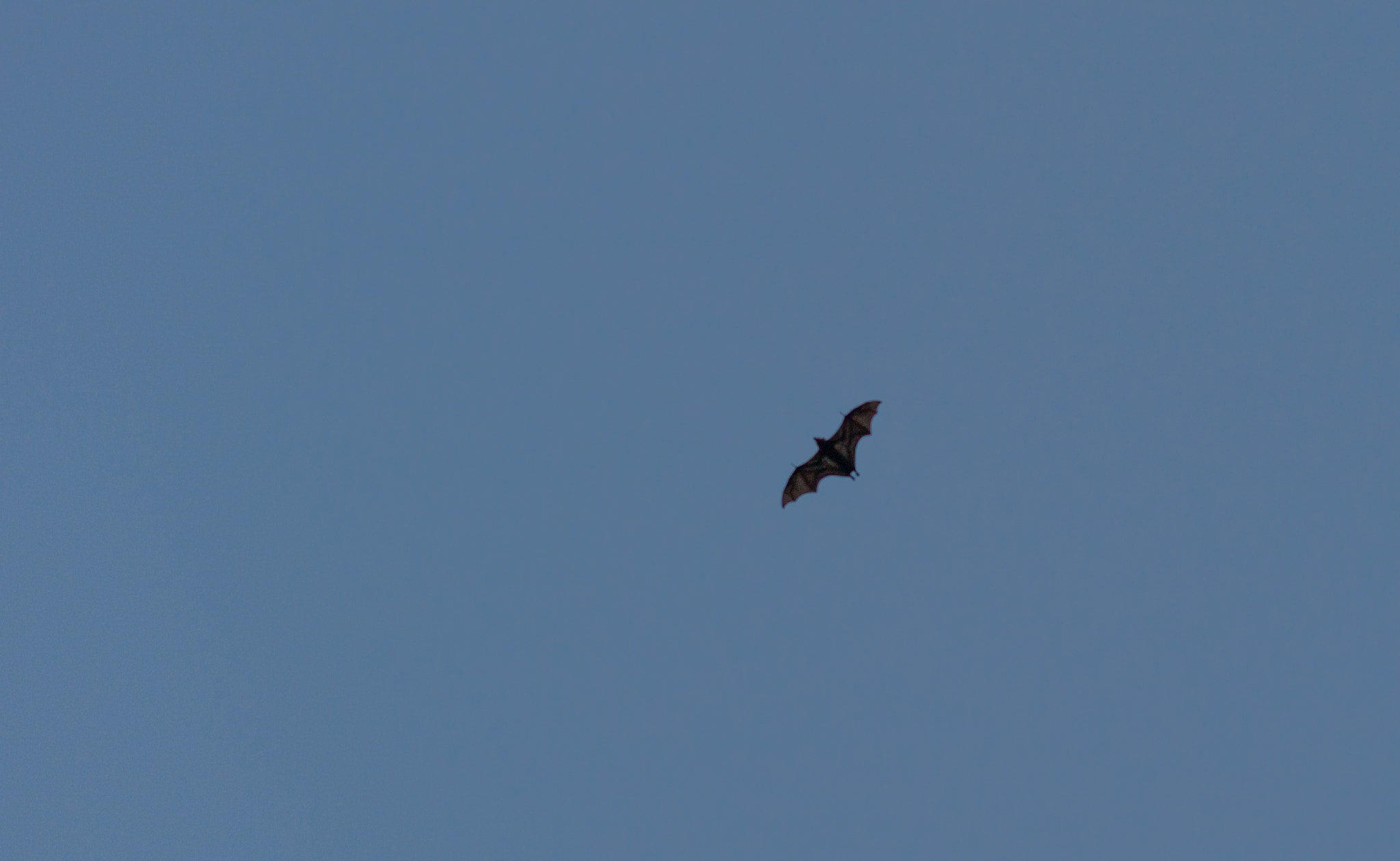 Leica M9 + Summicron-M 50mm f/2 (IV, V) sample photo. Fox bat photography