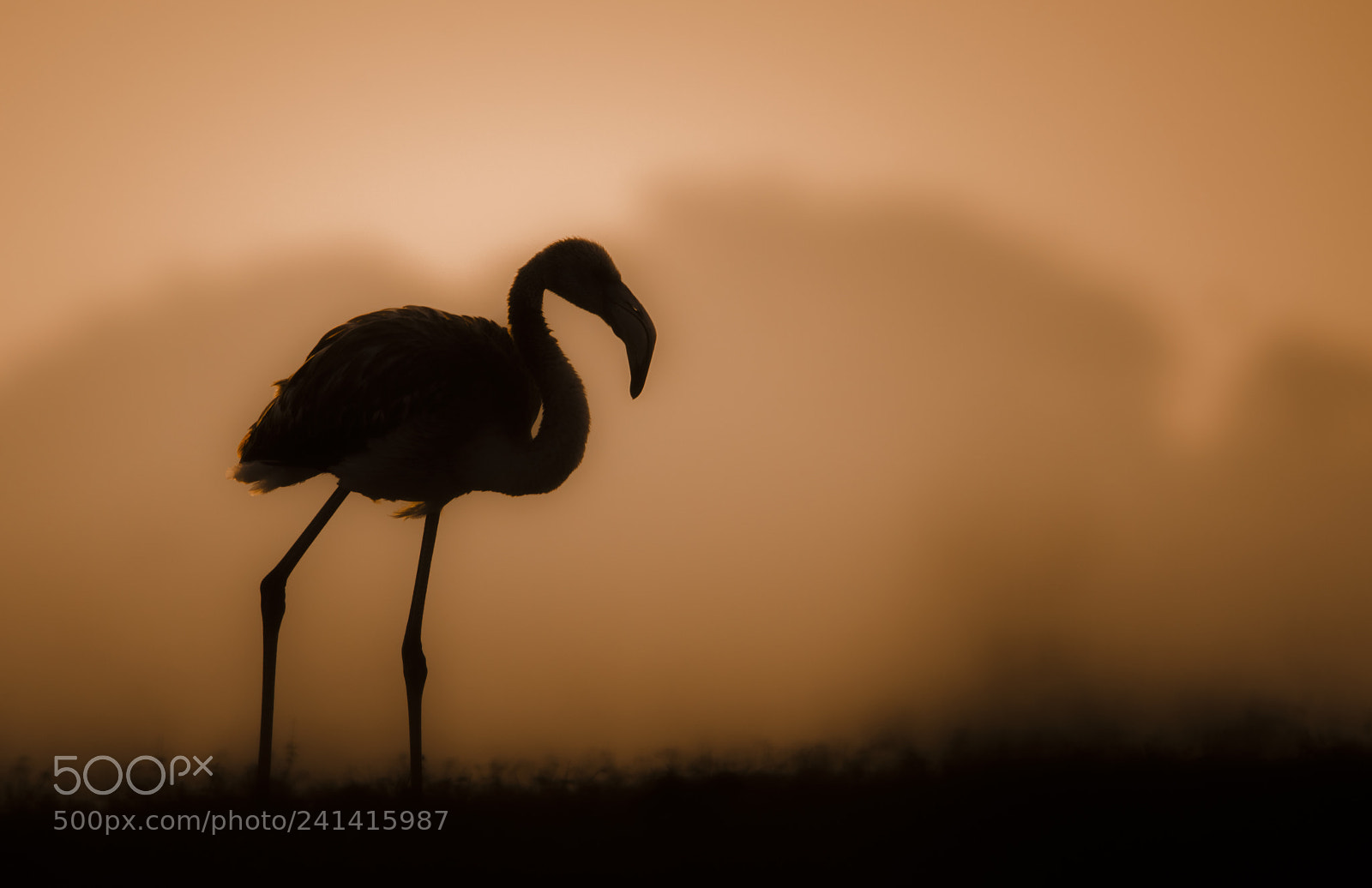 Nikon D500 sample photo. Greater flamingo photography