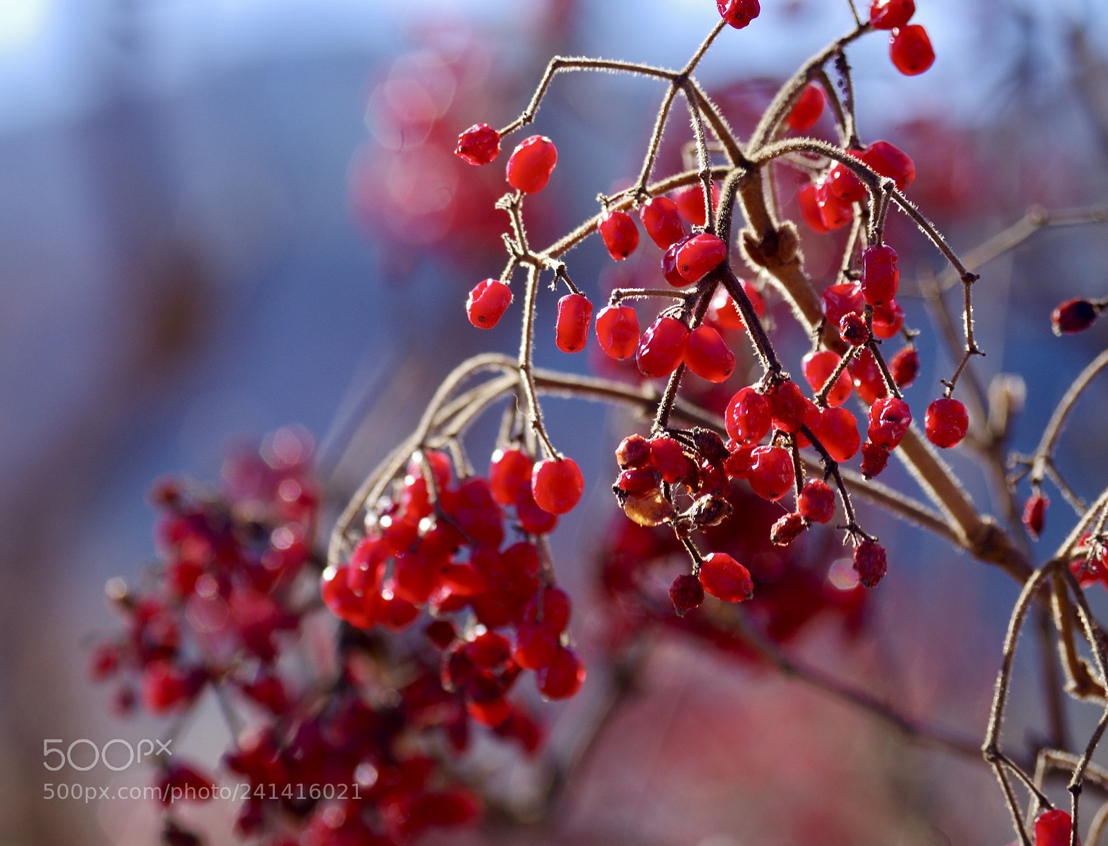 Pentax K-50 sample photo. 冬 散歩。 photography