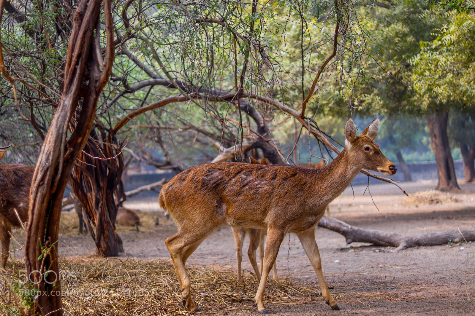 Canon EOS 77D (EOS 9000D / EOS 770D) sample photo. Deer photography