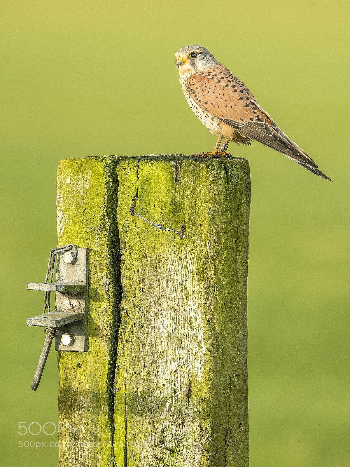 Nikon D500 sample photo. Common kestrel photography