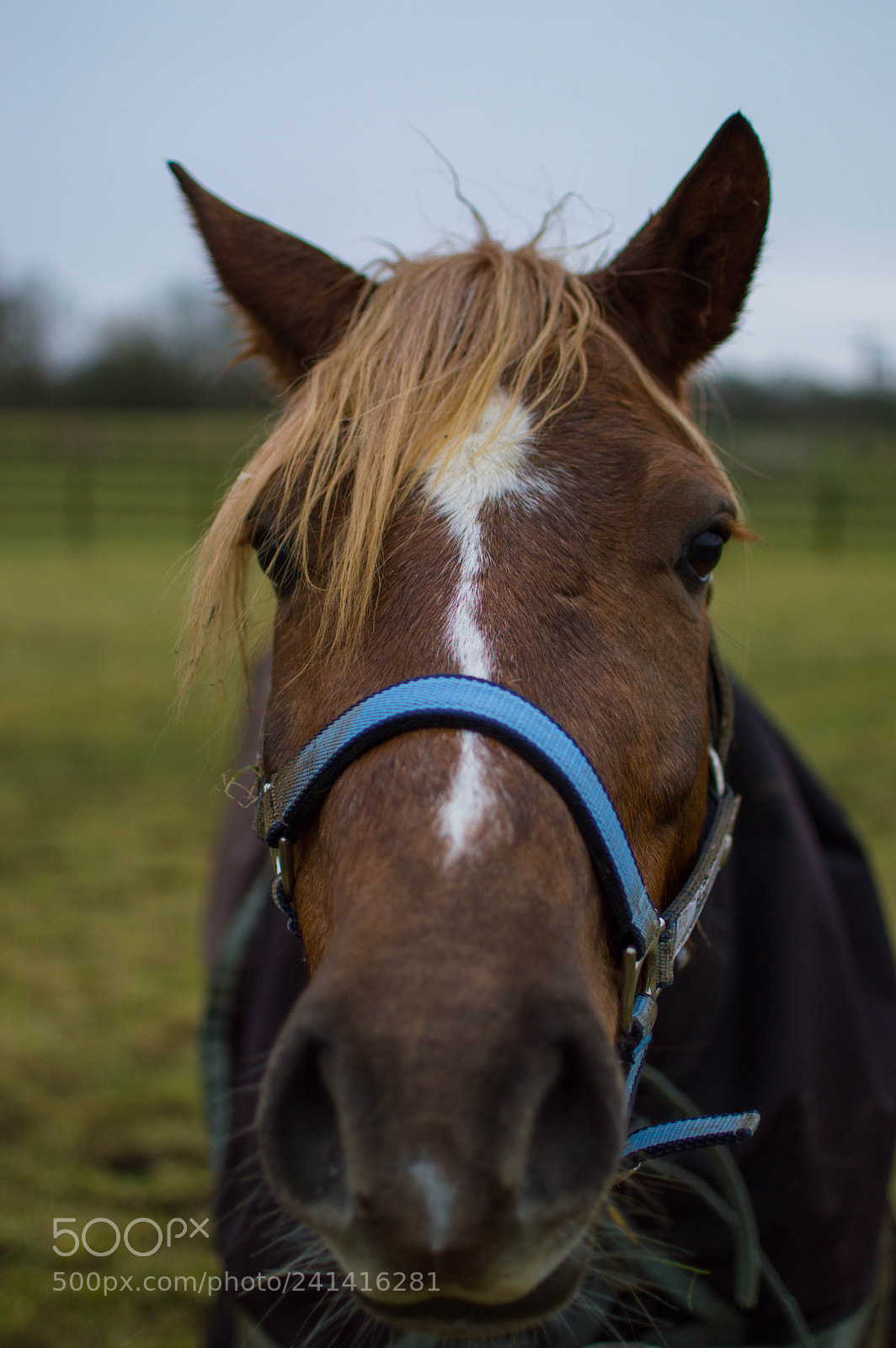 Nikon D3200 sample photo. Best friends forever photography