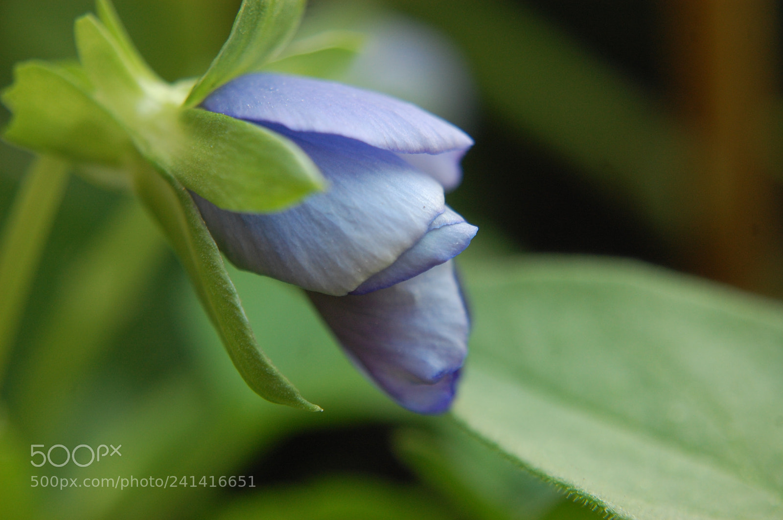 Nikon D40 sample photo. Budding star of the photography