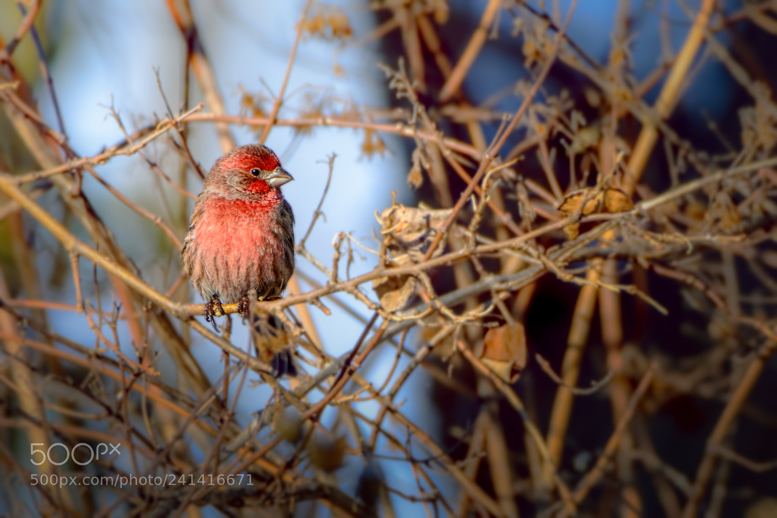 Nikon D7100 sample photo. House finch #4 photography