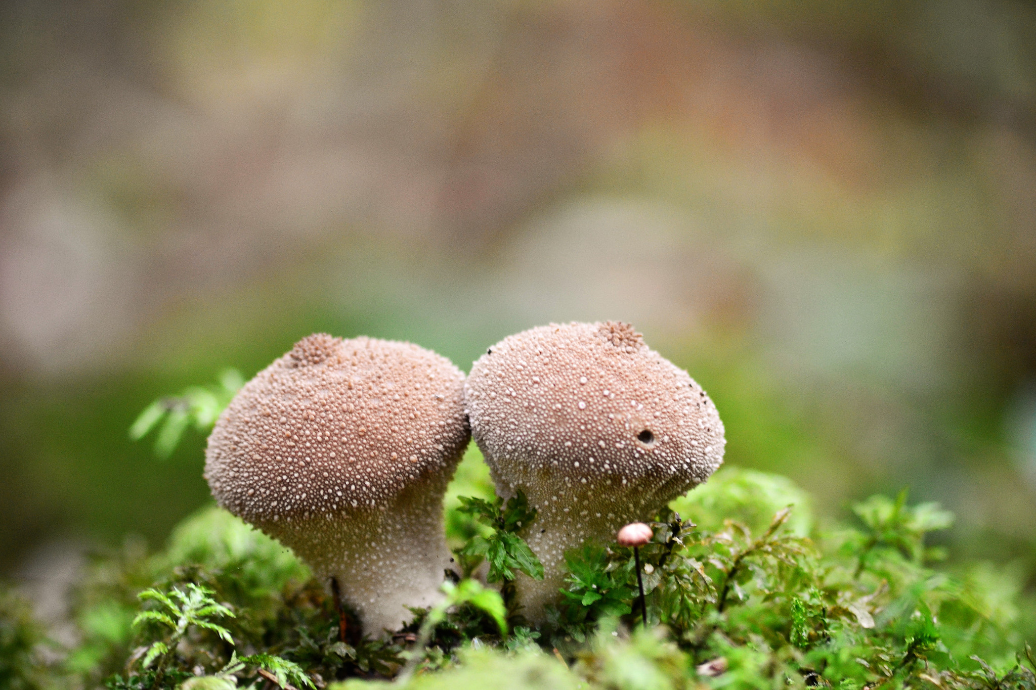 Sigma 70-300mm F4-5.6 APO DG Macro sample photo. Puffball photography