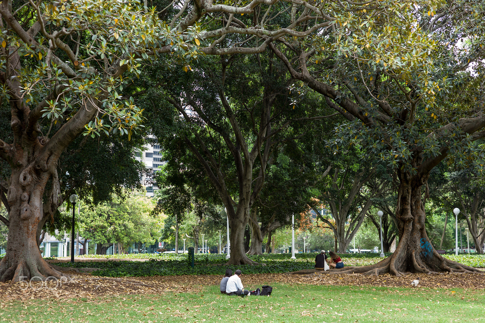 Leica M9 + Summicron-M 50mm f/2 (IV, V) sample photo. Resting in the park photography