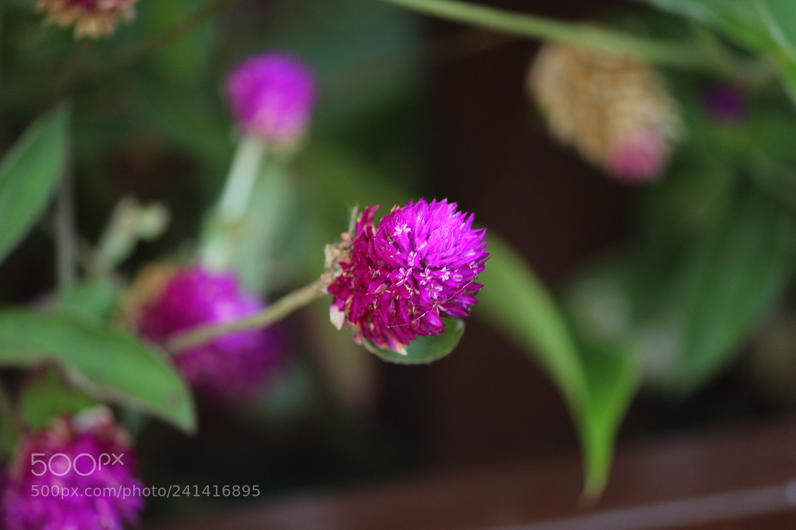 Canon EF-S 55-250mm F4-5.6 IS II sample photo. Img photography