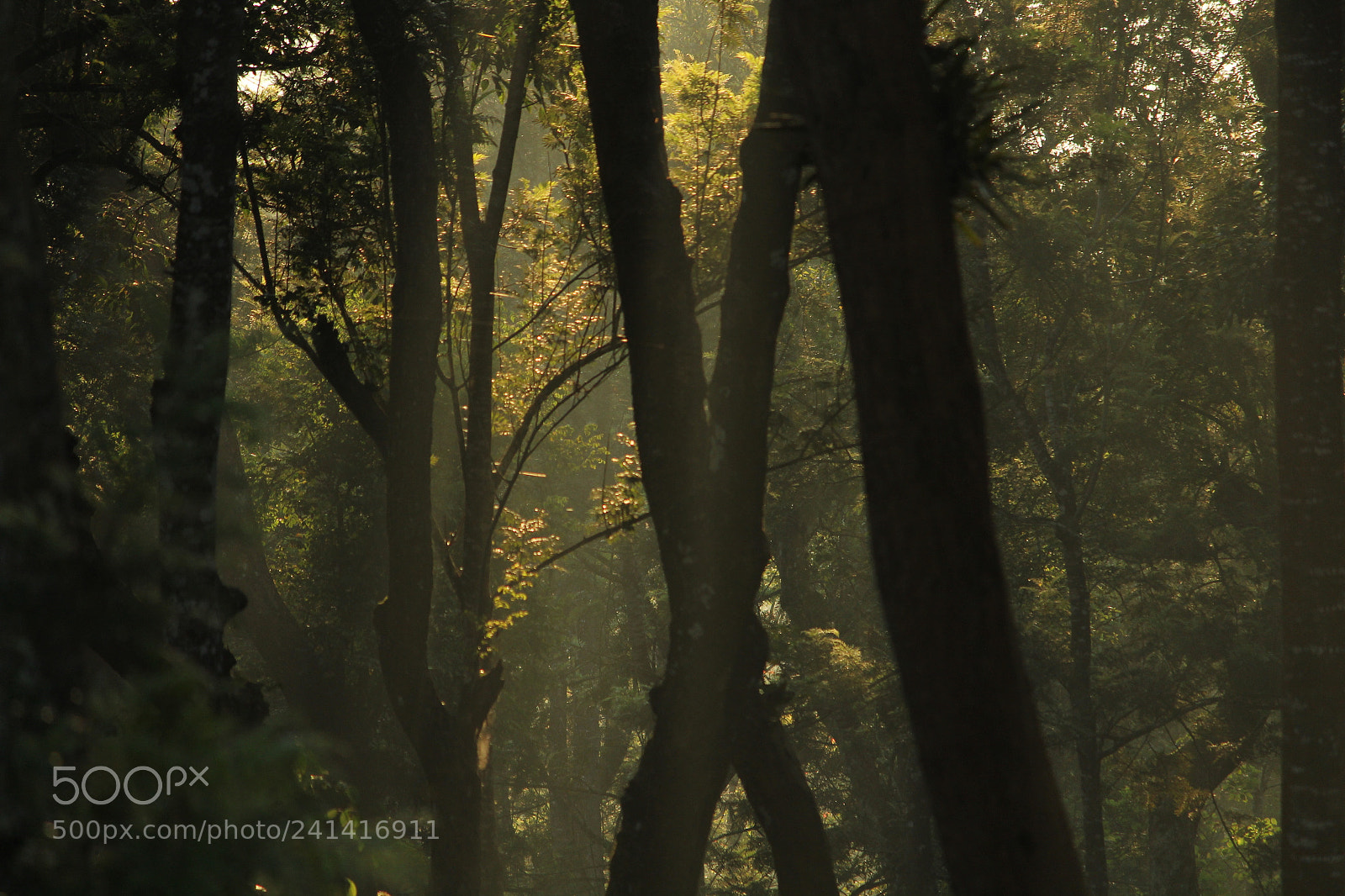 Canon EF-S 55-250mm F4-5.6 IS II sample photo. Img photography