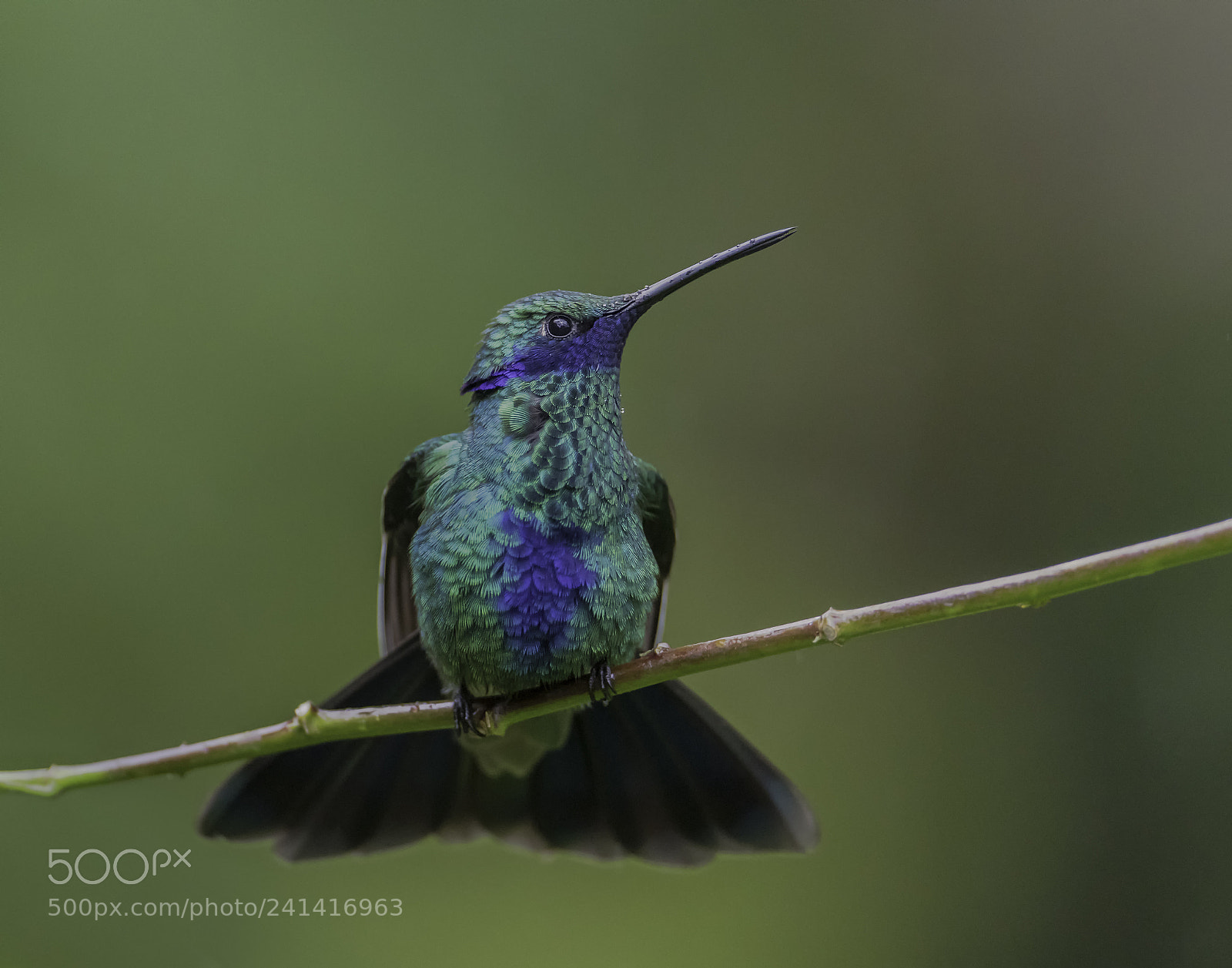 Nikon D850 sample photo. Sparkling violetear photography