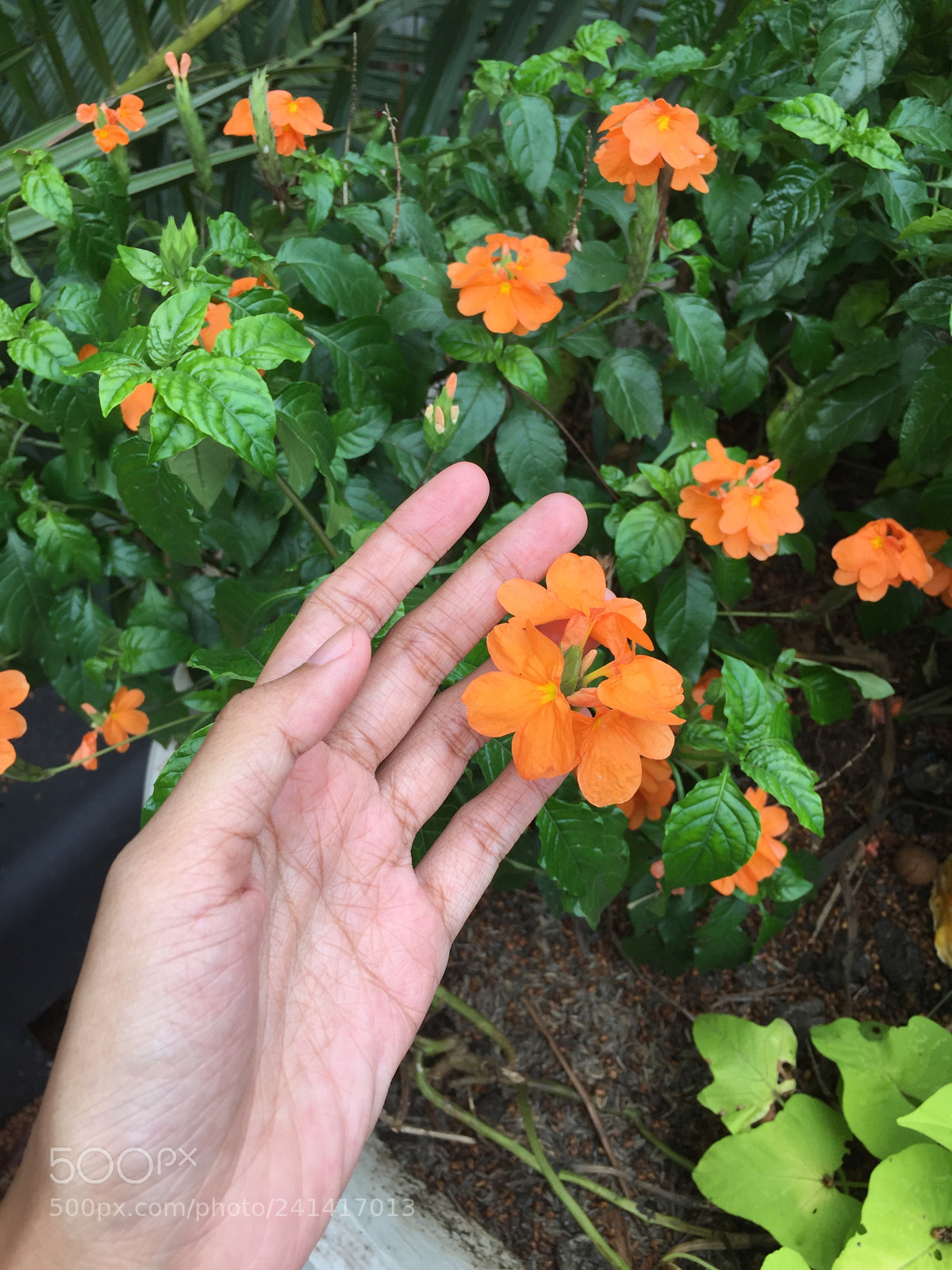 Apple iPhone 6 sample photo. Do you have to photography