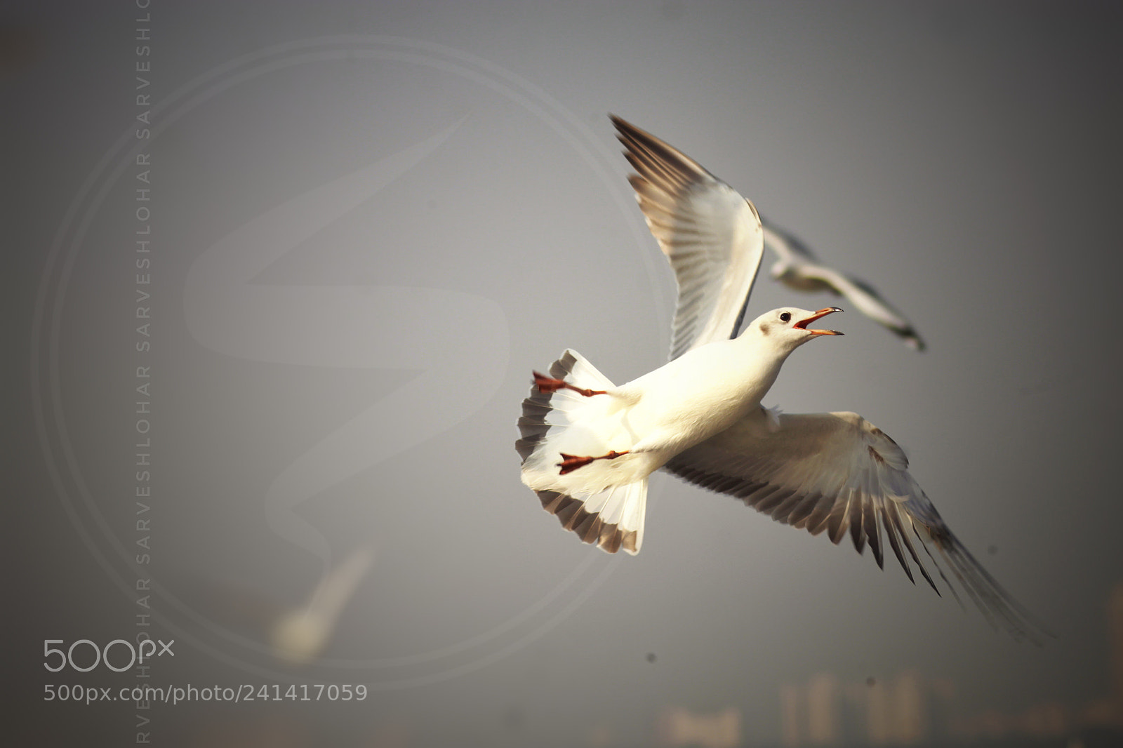 Canon EOS 500D (EOS Rebel T1i / EOS Kiss X3) sample photo. Aves seagull photography
