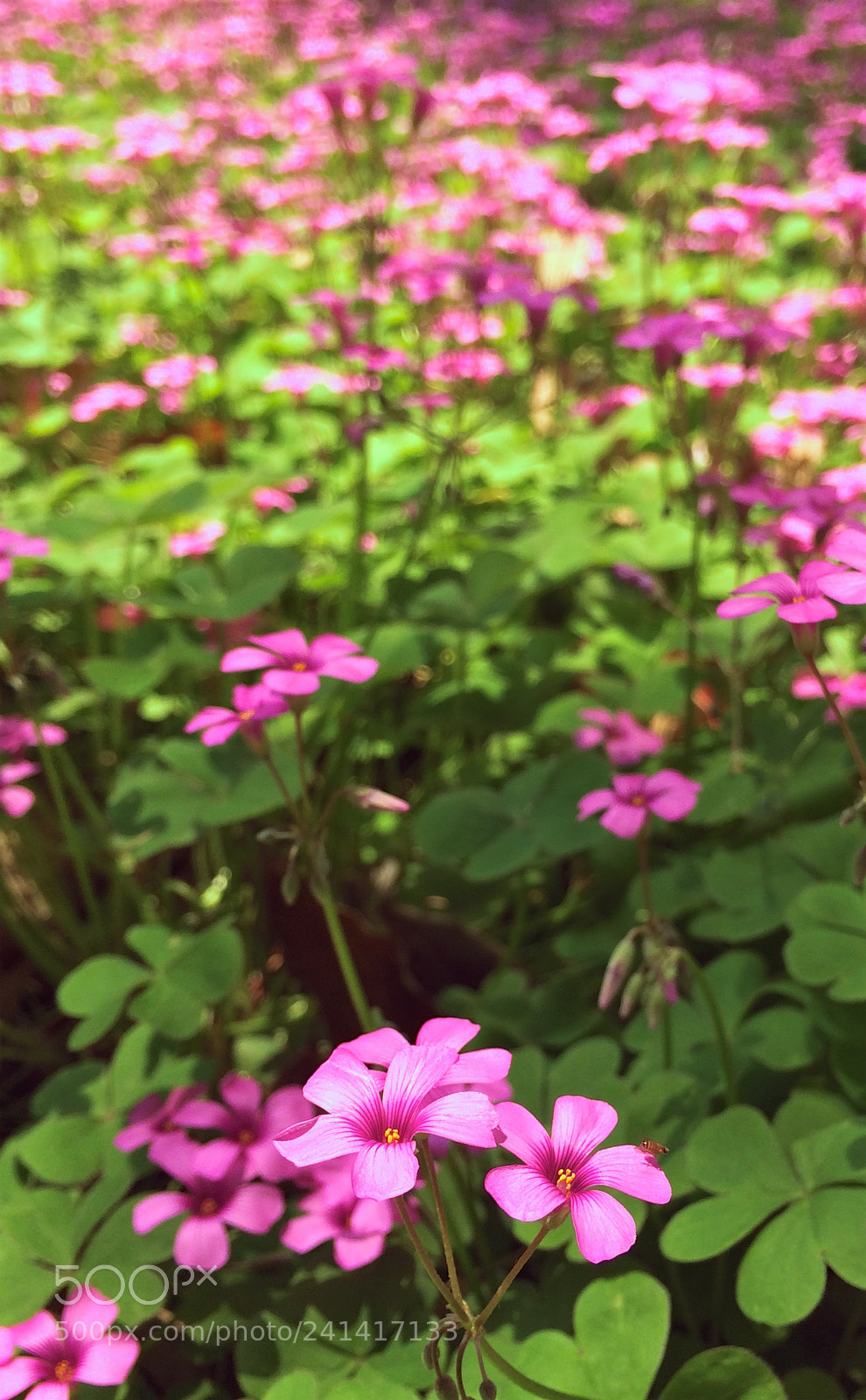 Apple iPhone 5s sample photo. Small flowers with five photography