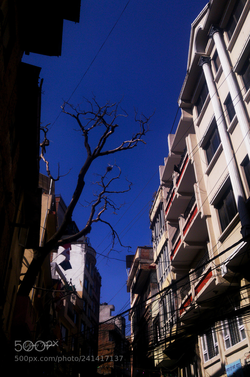 LG G4 sample photo. Tree shilouette photography