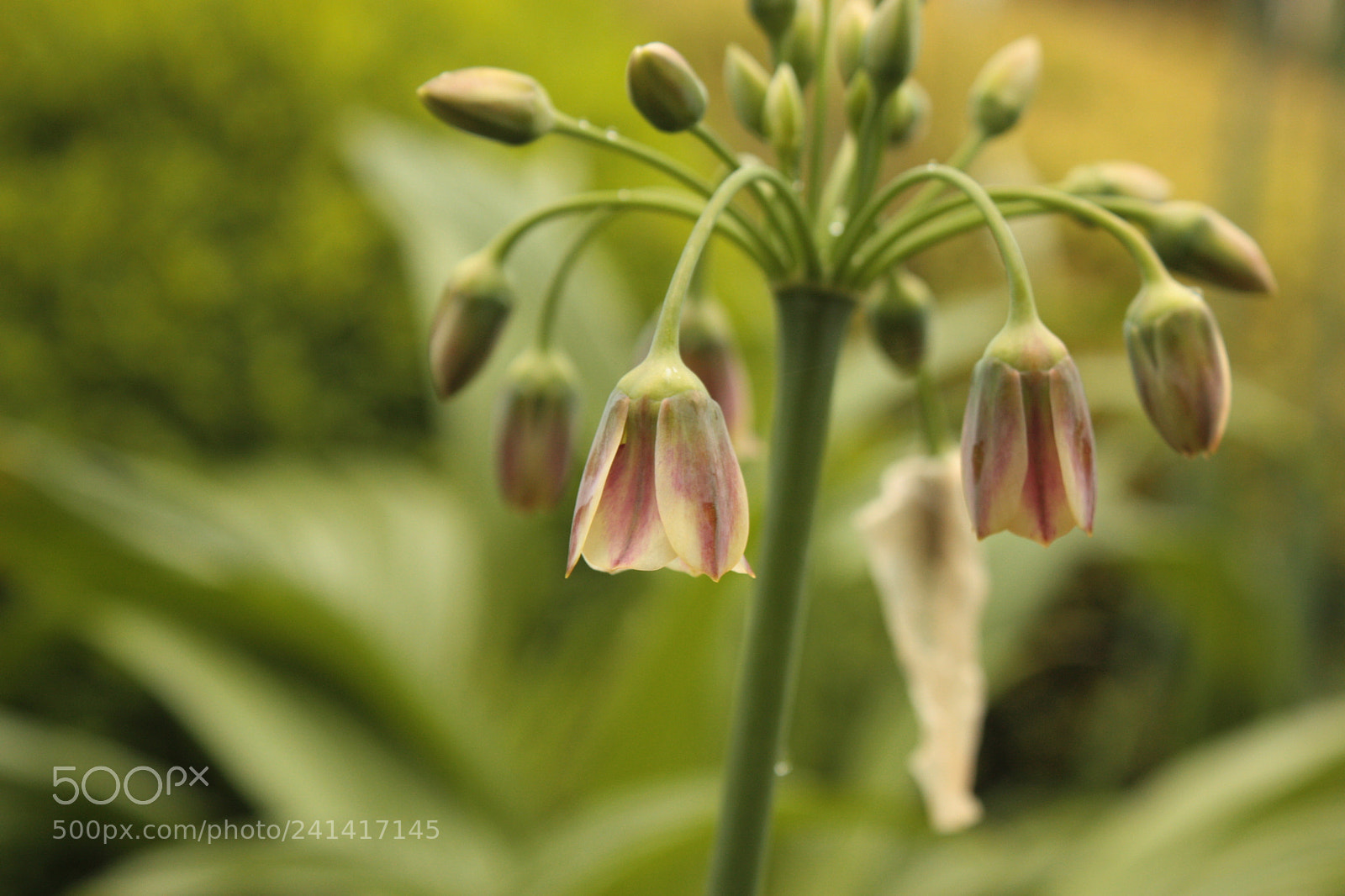Canon EF-S 18-55mm F3.5-5.6 IS sample photo. Img photography