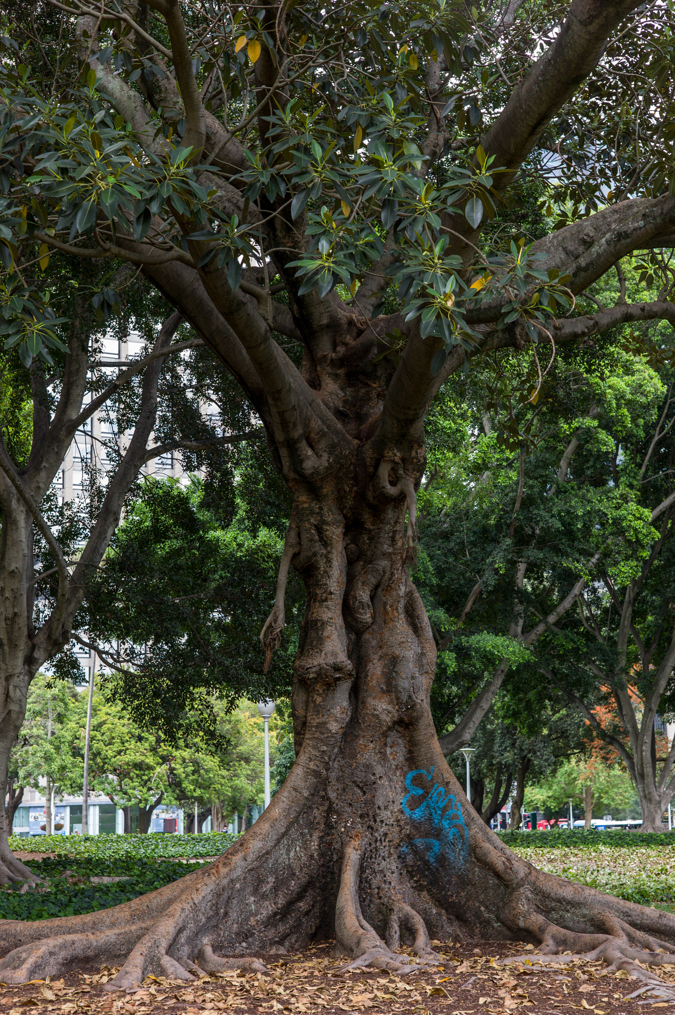 Leica M9 + Summicron-M 50mm f/2 (IV, V) sample photo. Tree photography