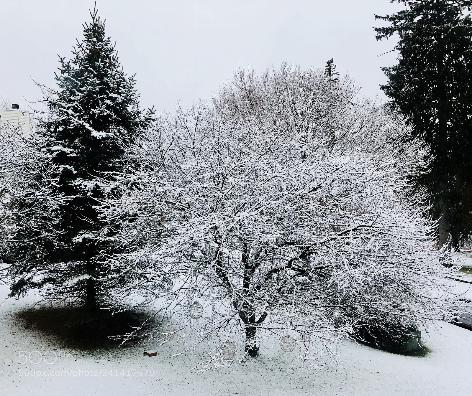 Apple iPhone X sample photo. White winter tree photography