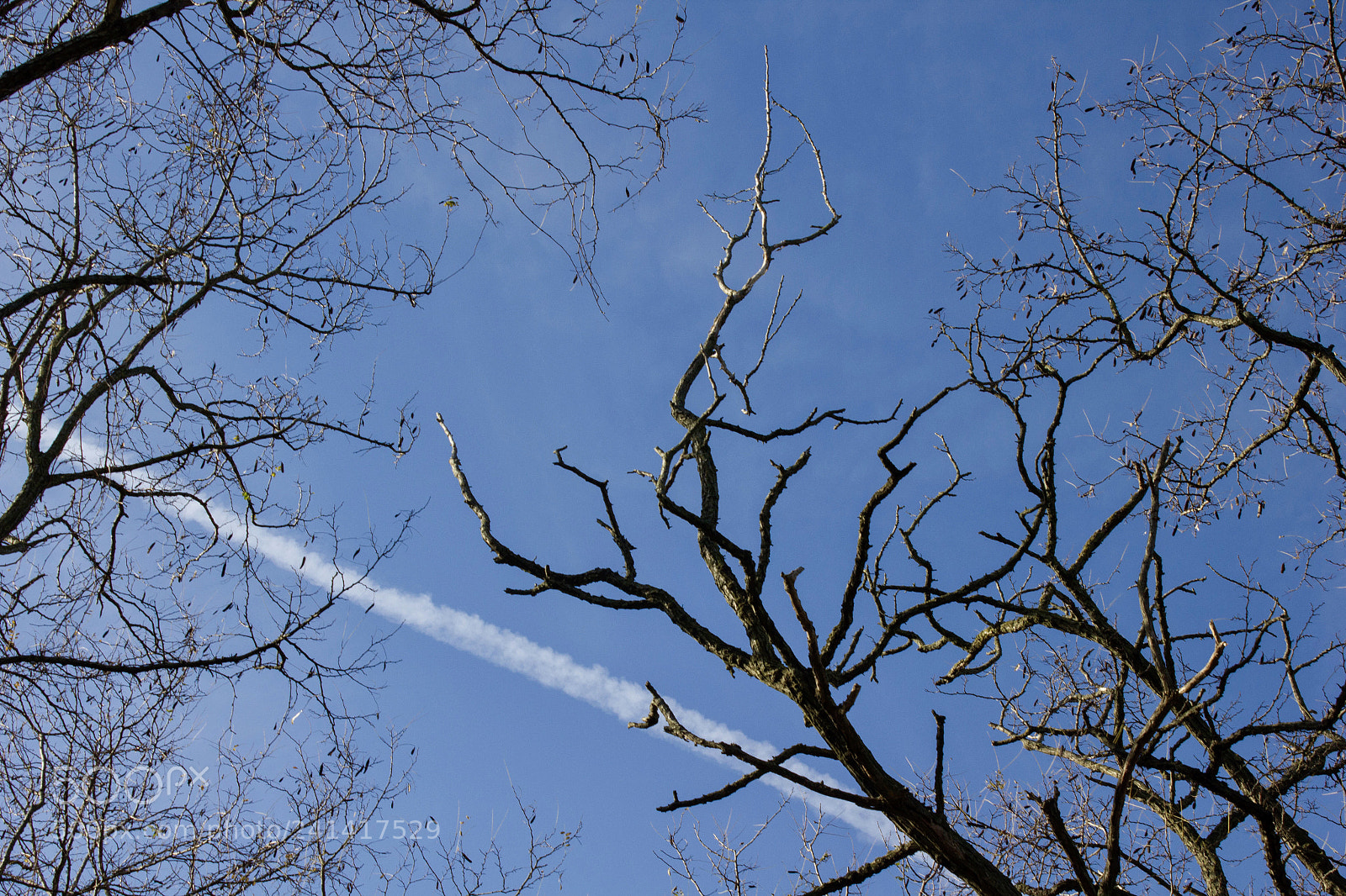 Canon EOS 550D (EOS Rebel T2i / EOS Kiss X4) sample photo. Winter branches photography