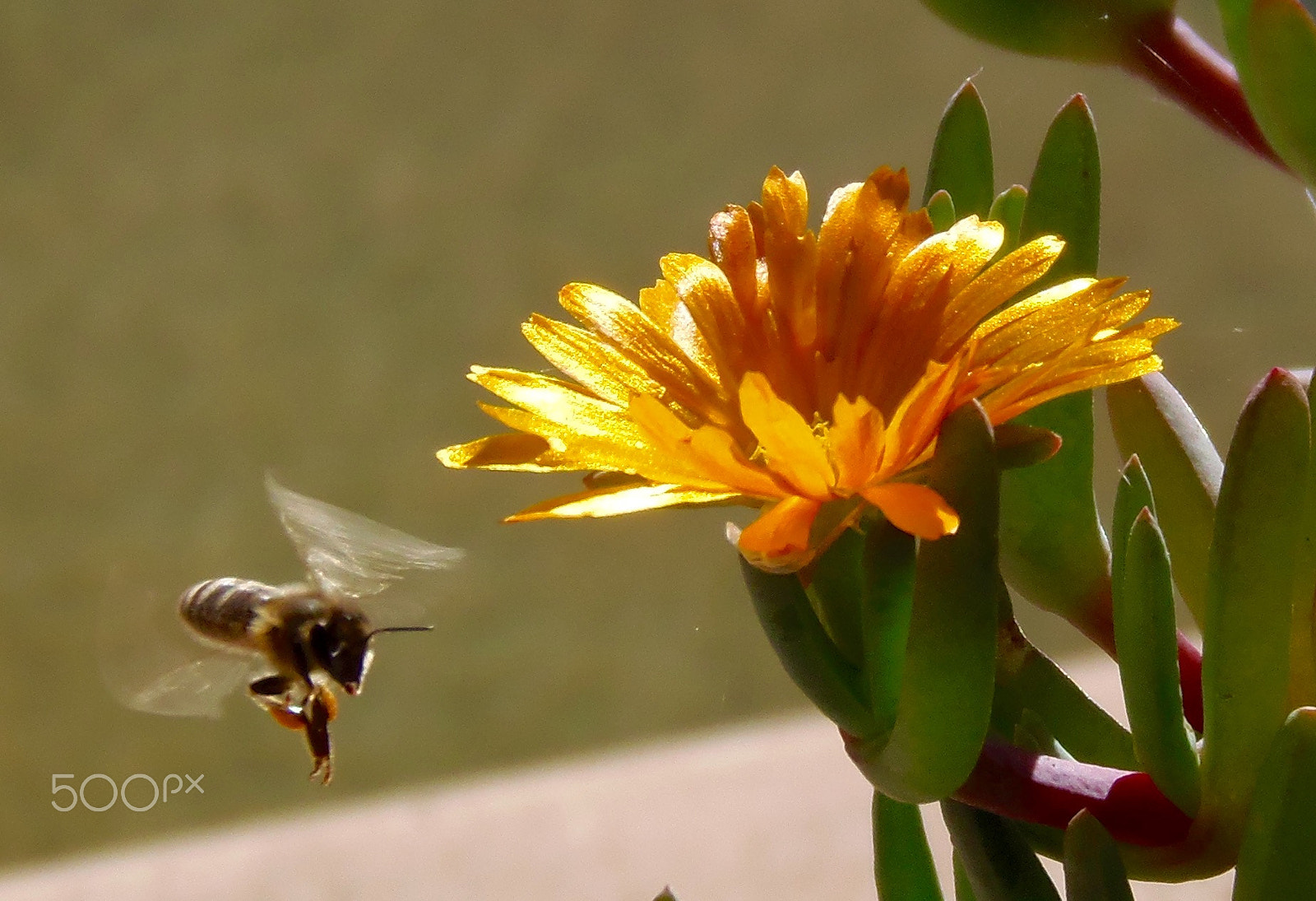 Olympus SP-810UZ sample photo. Bee with flower photography