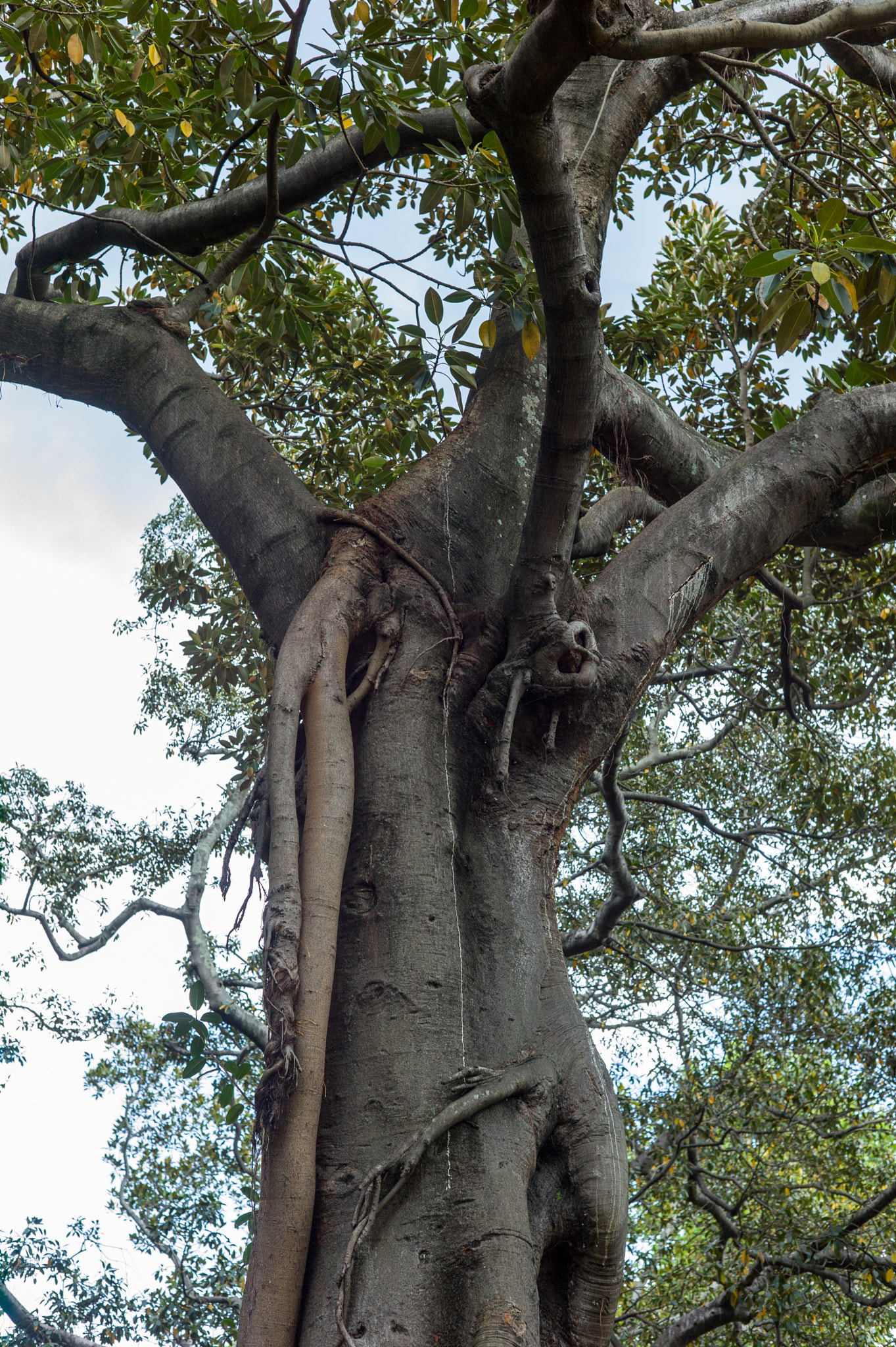 Leica M9 + Summicron-M 50mm f/2 (IV, V) sample photo. Tree photography